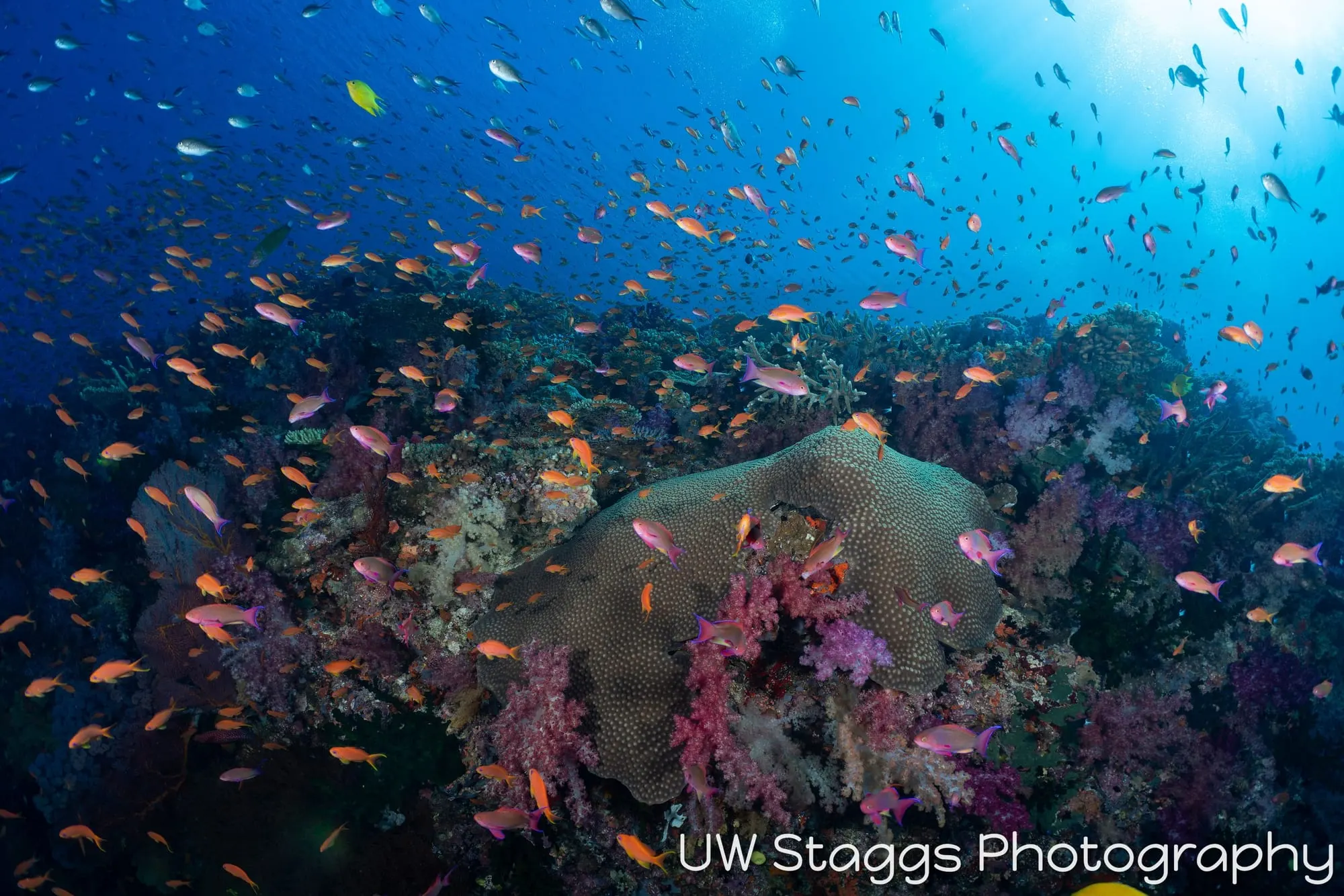 Reef Scene — Bligh Waters, Fiji