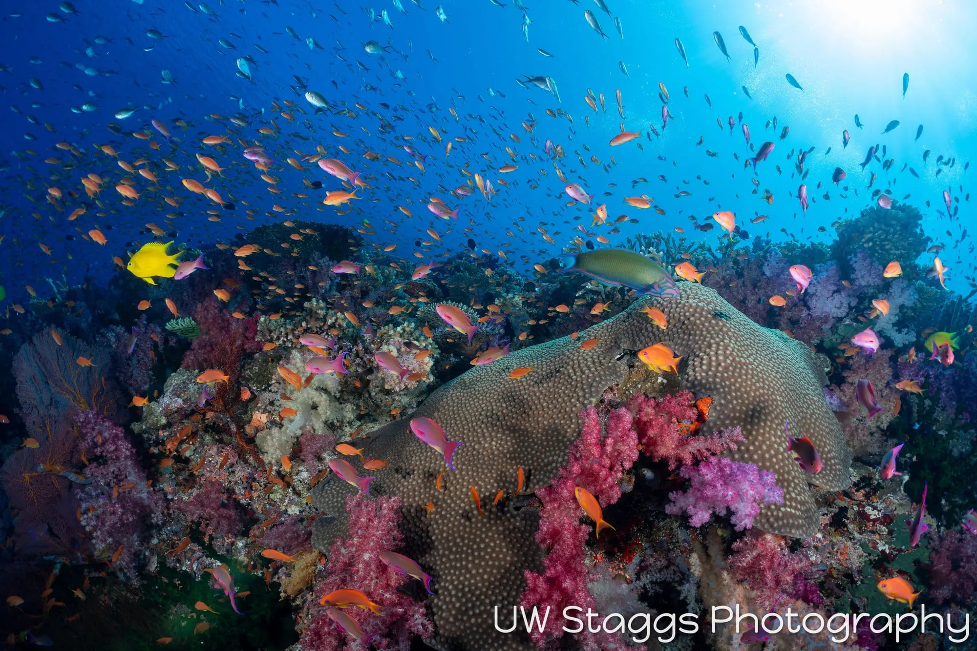 Reef Scene — Bligh Waters, Fiji