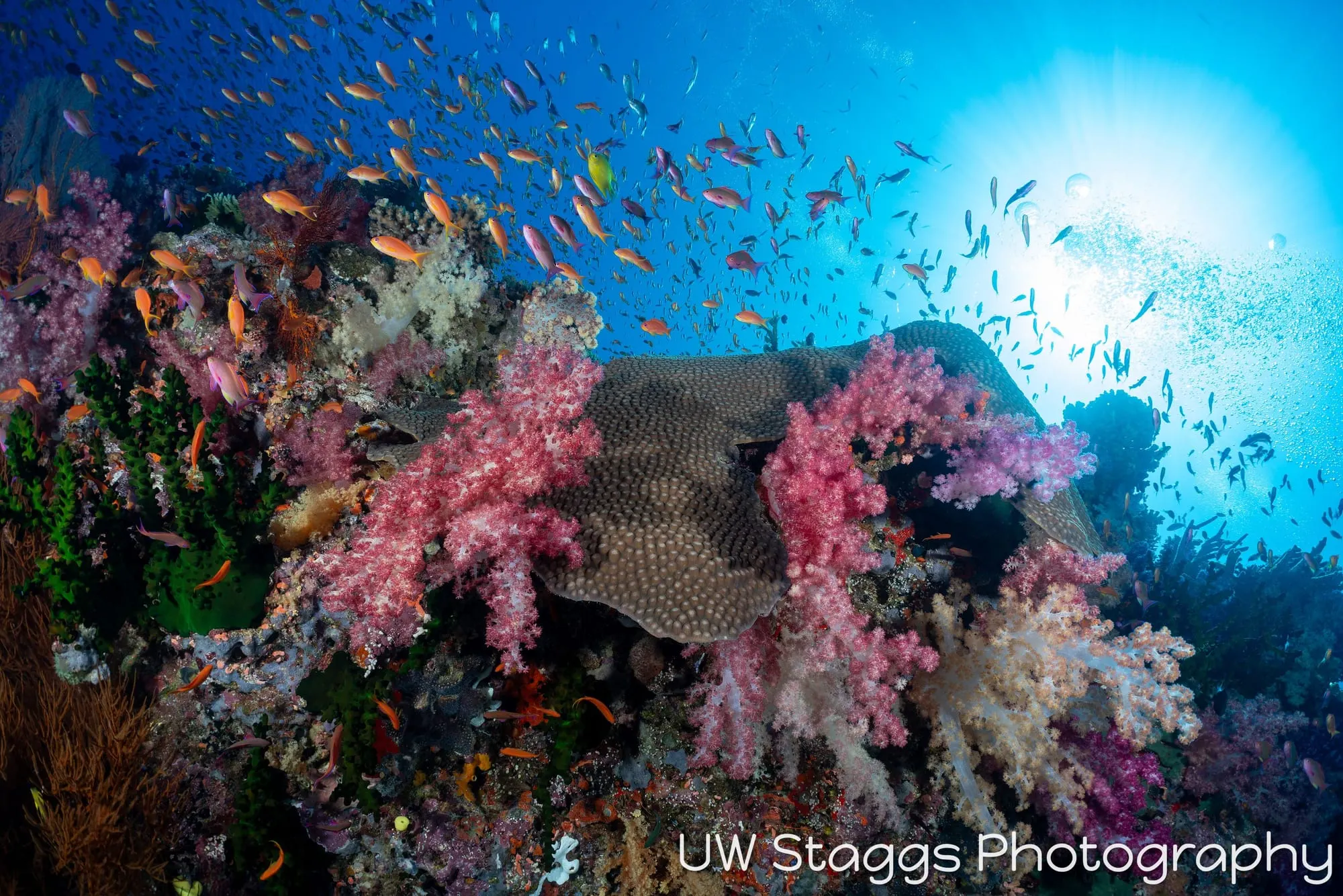 Reef Scene — Bligh Waters, Fiji