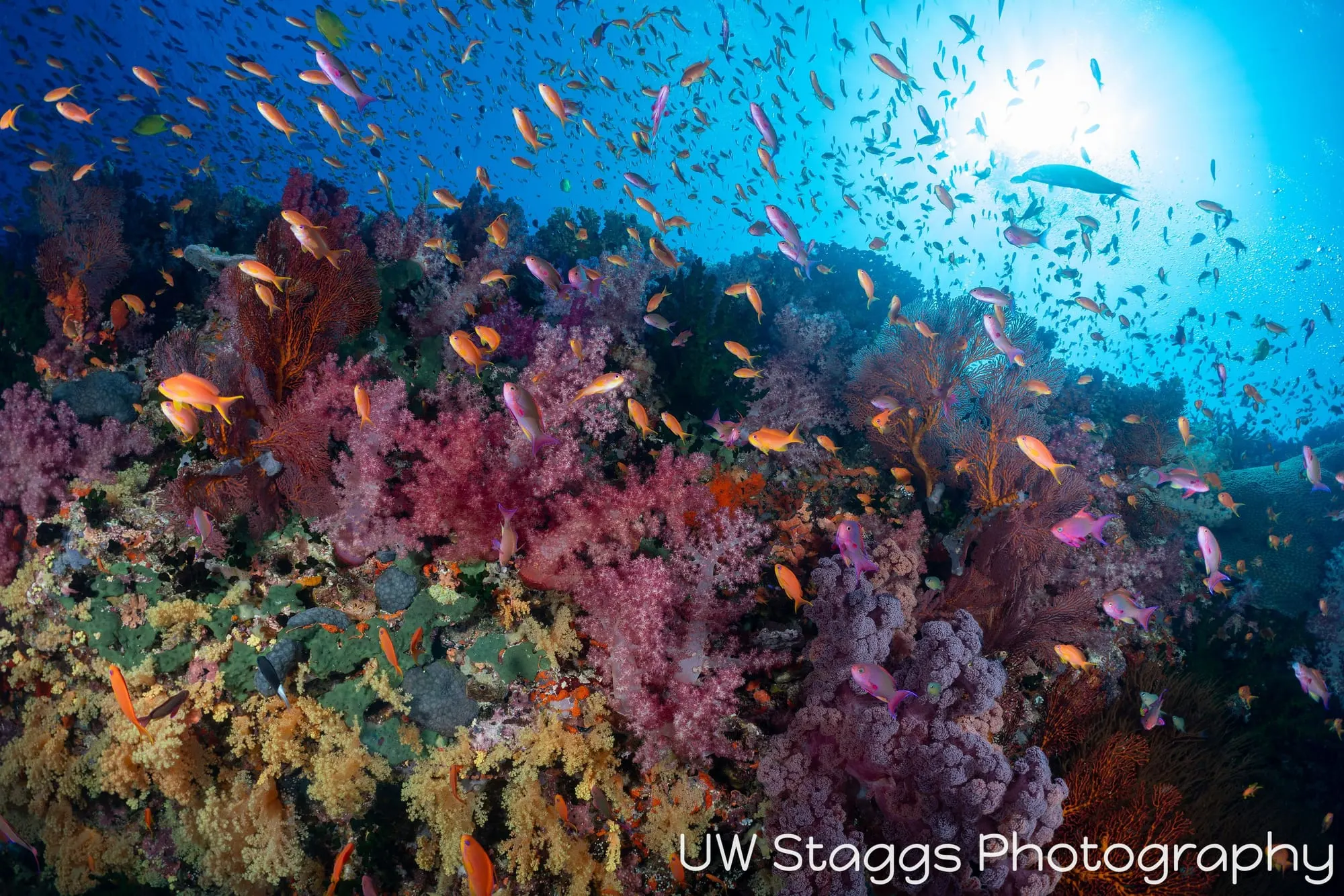 Reef Scene — Bligh Waters, Fiji