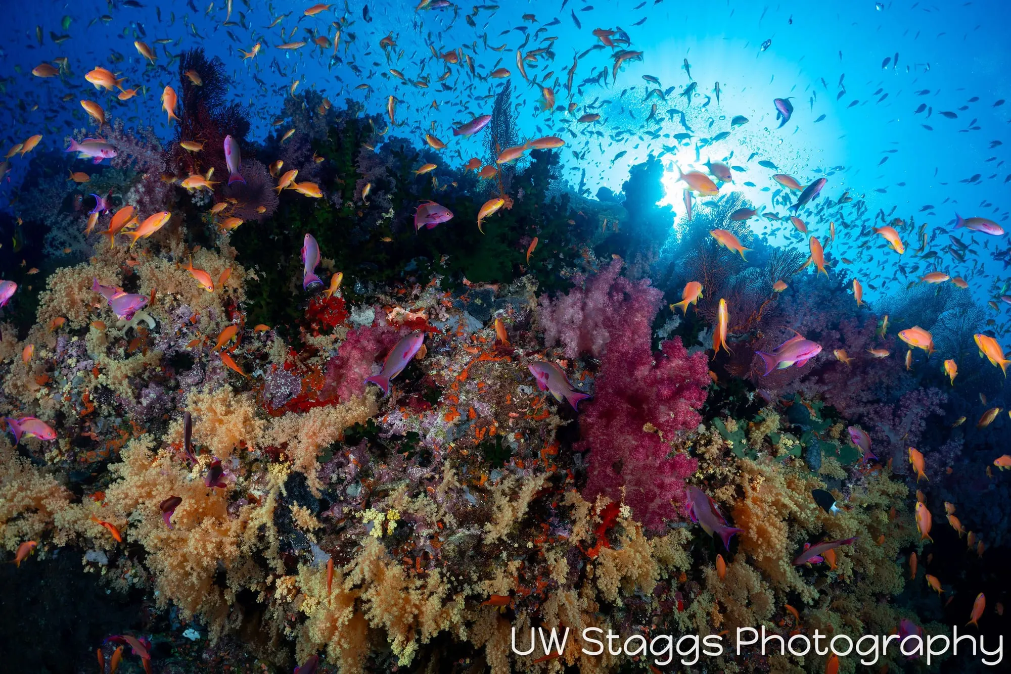 Reef Scene — Bligh Waters, Fiji