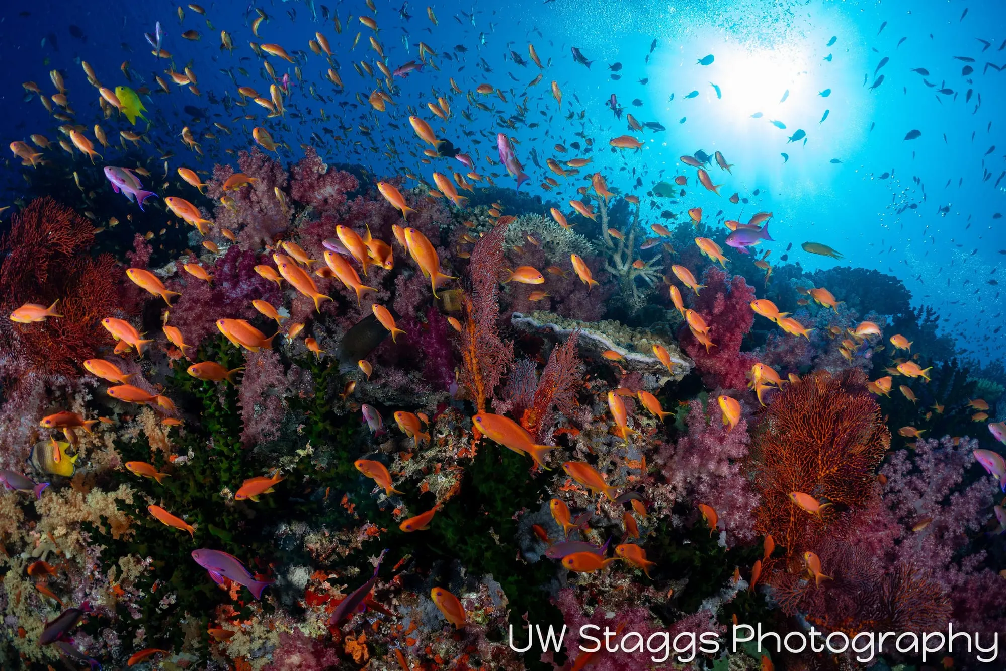 Reef Scene — Bligh Waters, Fiji