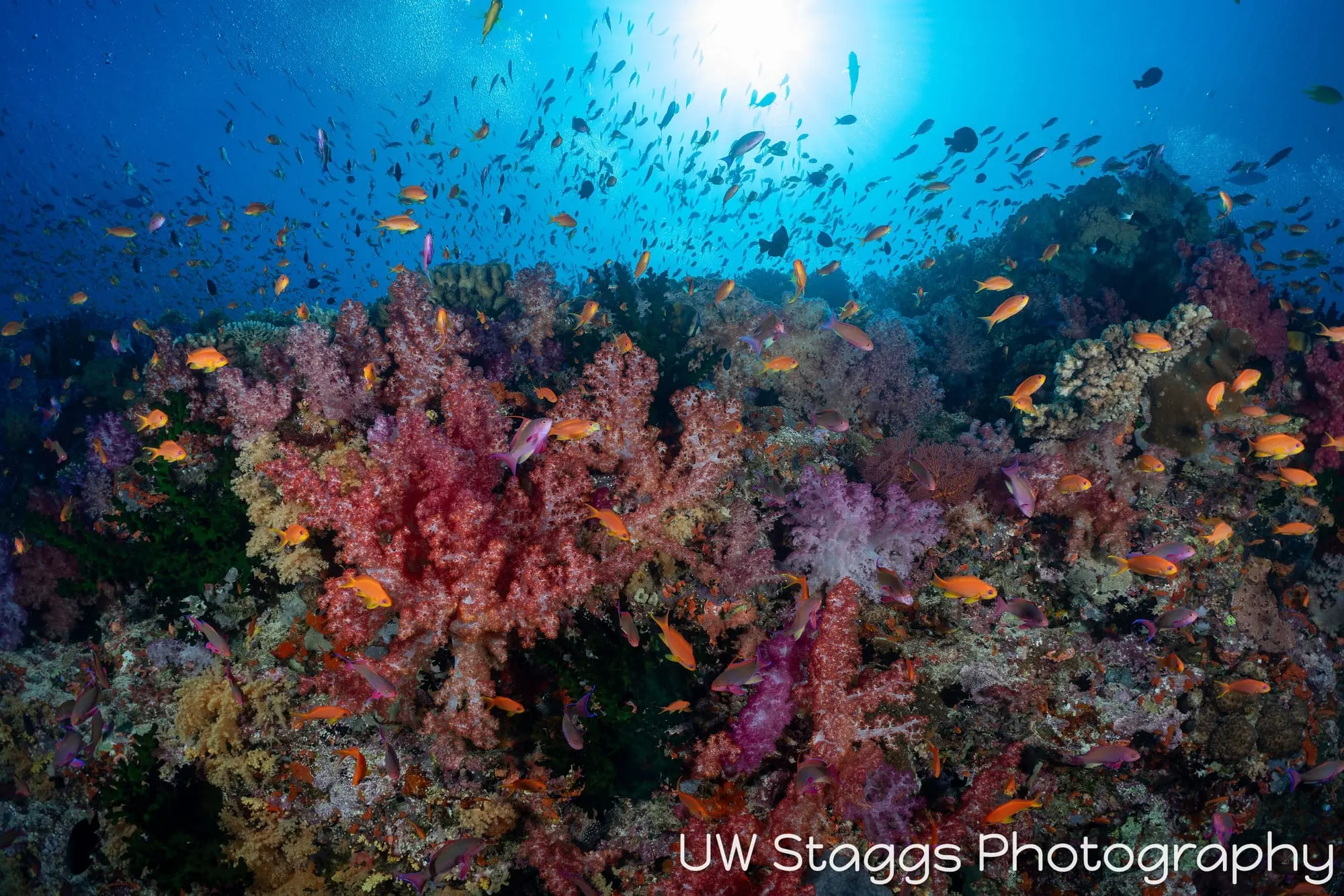 Reef Scene — Bligh Waters, Fiji