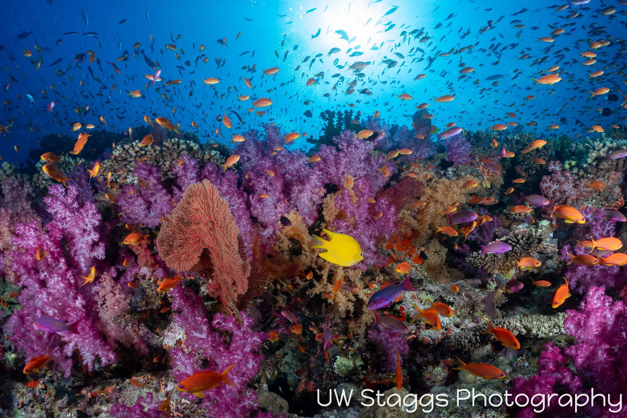 Reef Scene — Bligh Waters, Fiji