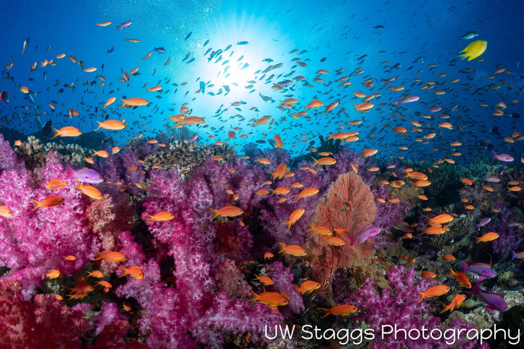 Reef Scene — Bligh Waters, Fiji