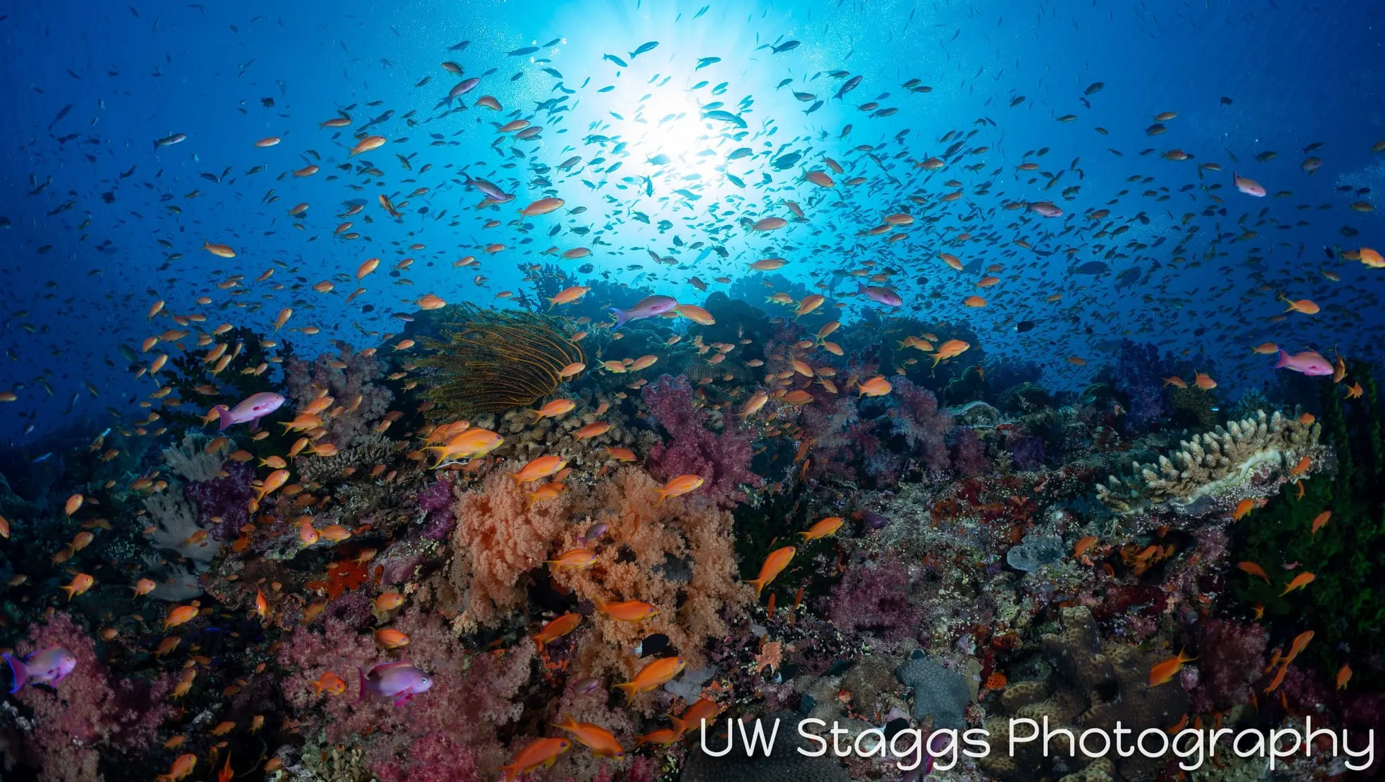 Reef Scene — Bligh Waters, Fiji