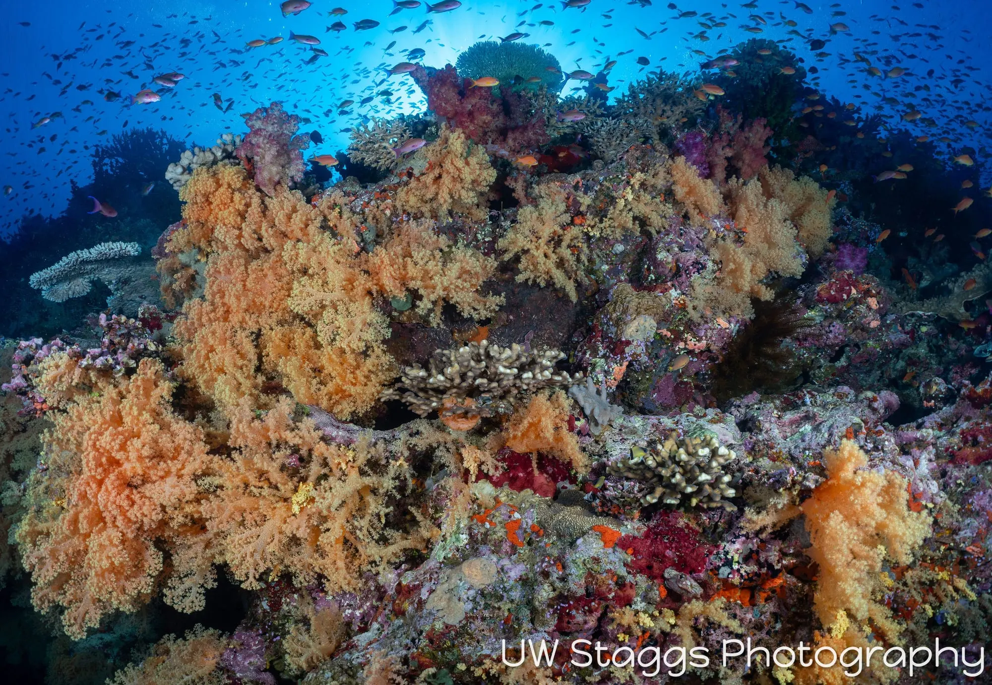 Reef Scene — Bligh Waters, Fiji