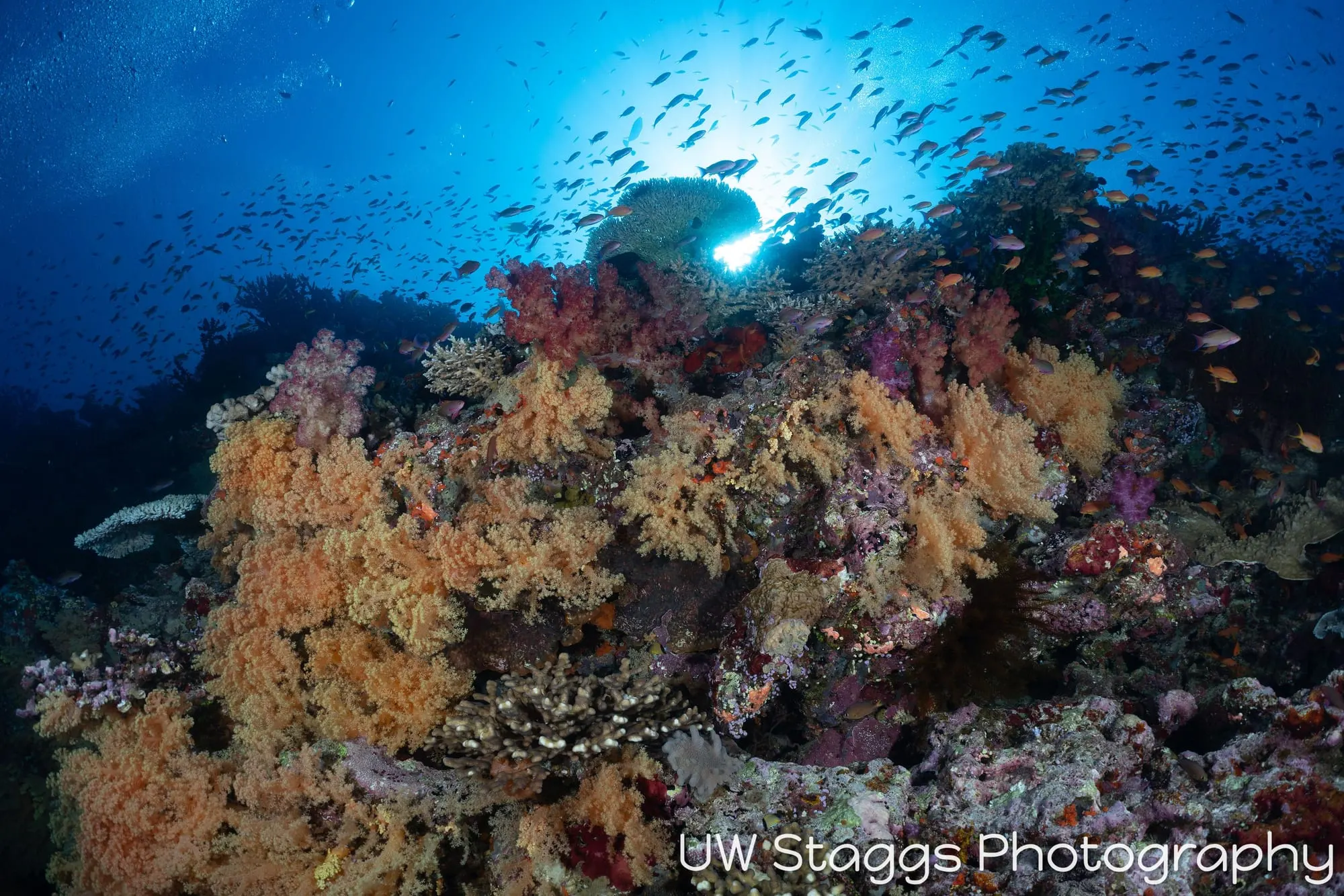 Reef Scene — Bligh Waters, Fiji