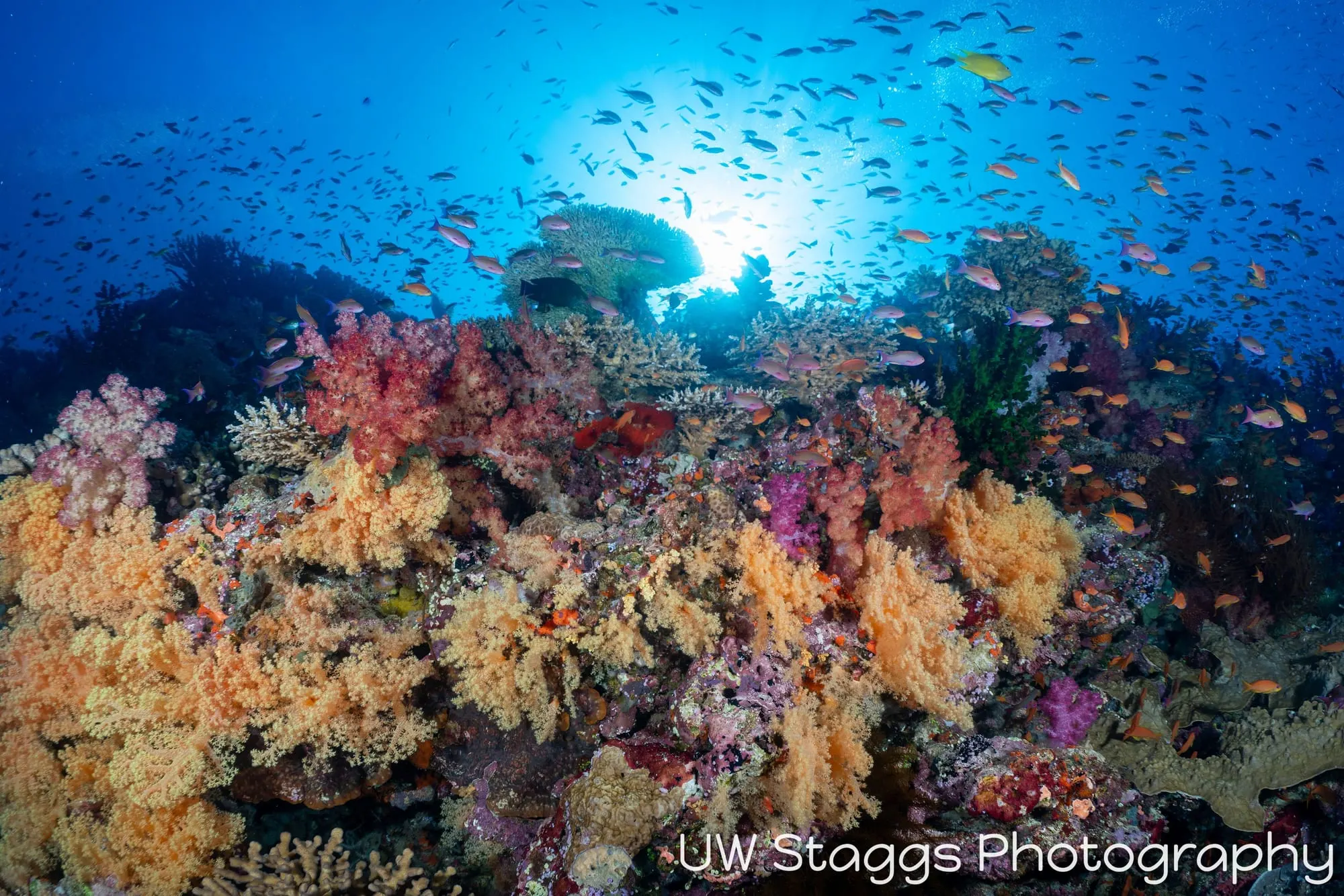 Reef Scene — Bligh Waters, Fiji