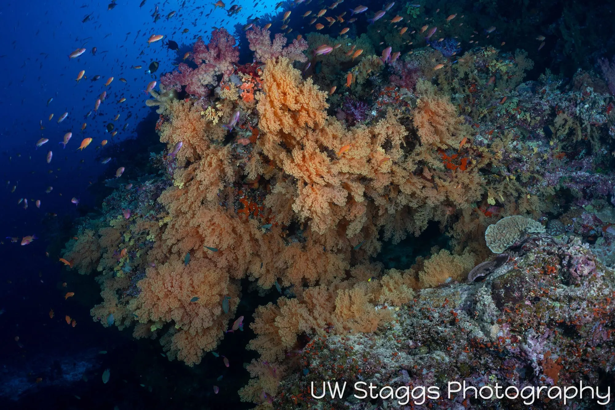 Reef Scene — Bligh Waters, Fiji