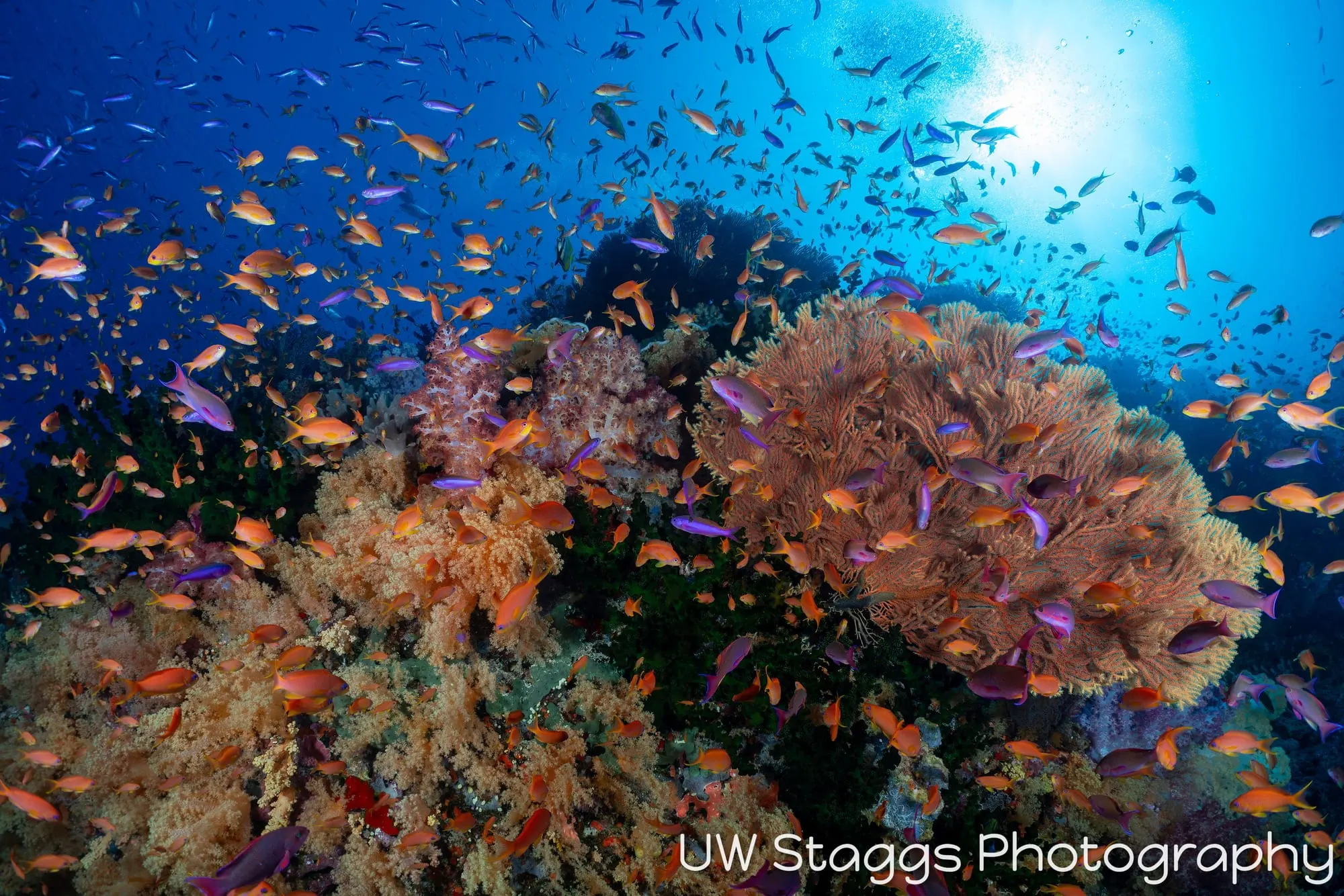 Reef Scene — Bligh Waters, Fiji