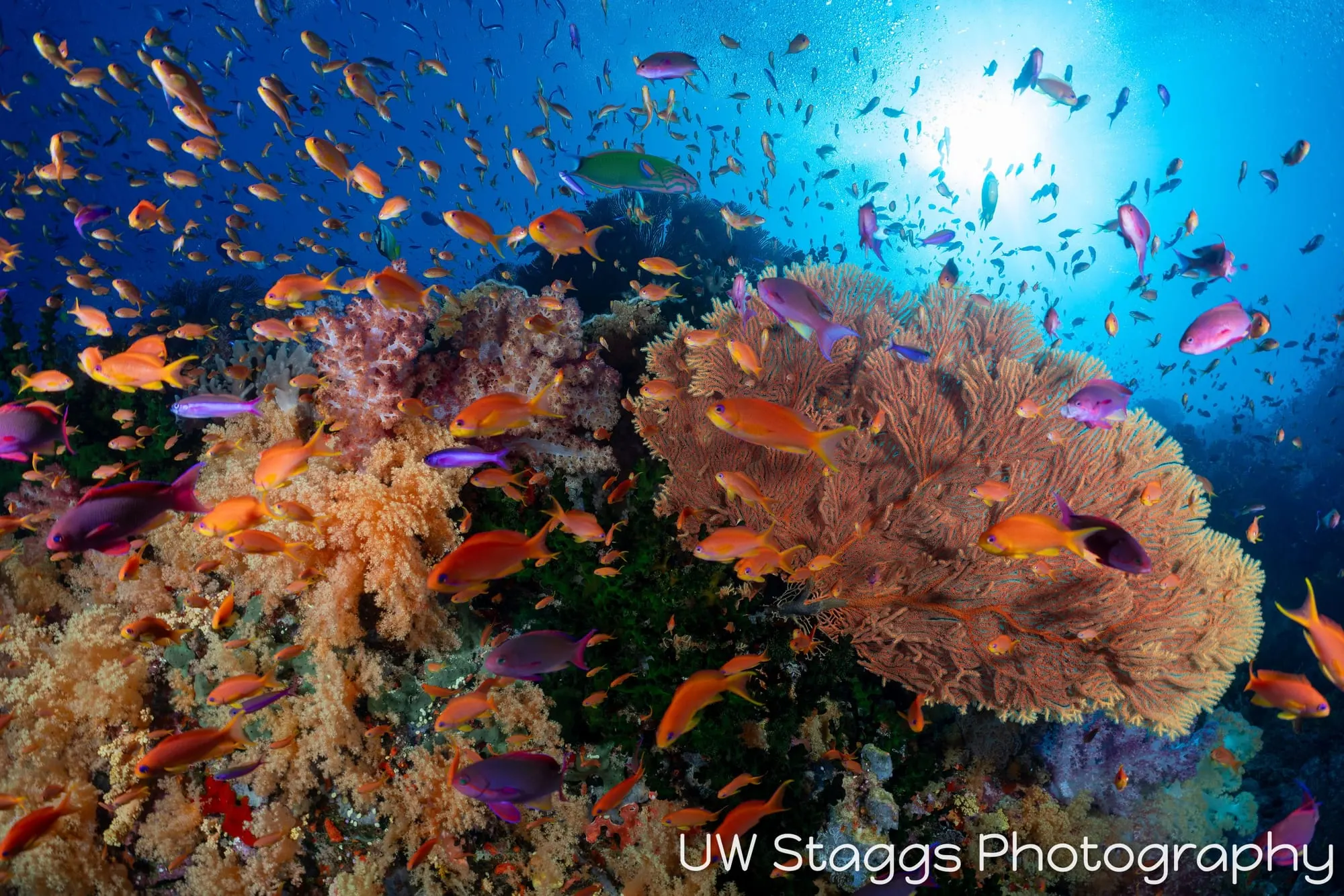 Reef Scene — Bligh Waters, Fiji