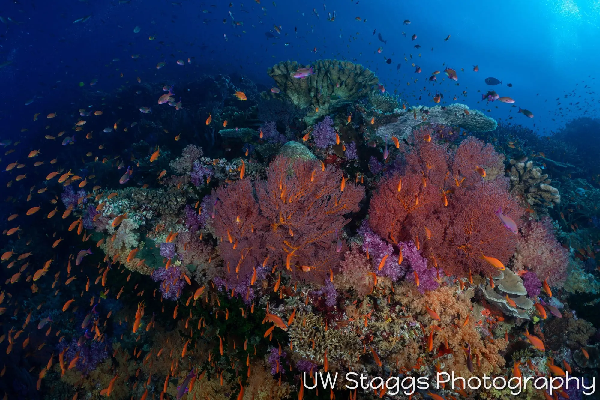 Reef Scene — Bligh Waters, Fiji