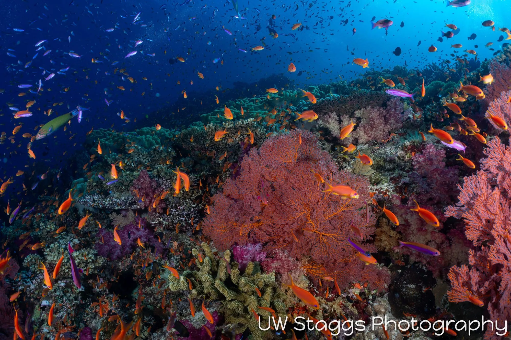 Reef Scene — Bligh Waters, Fiji