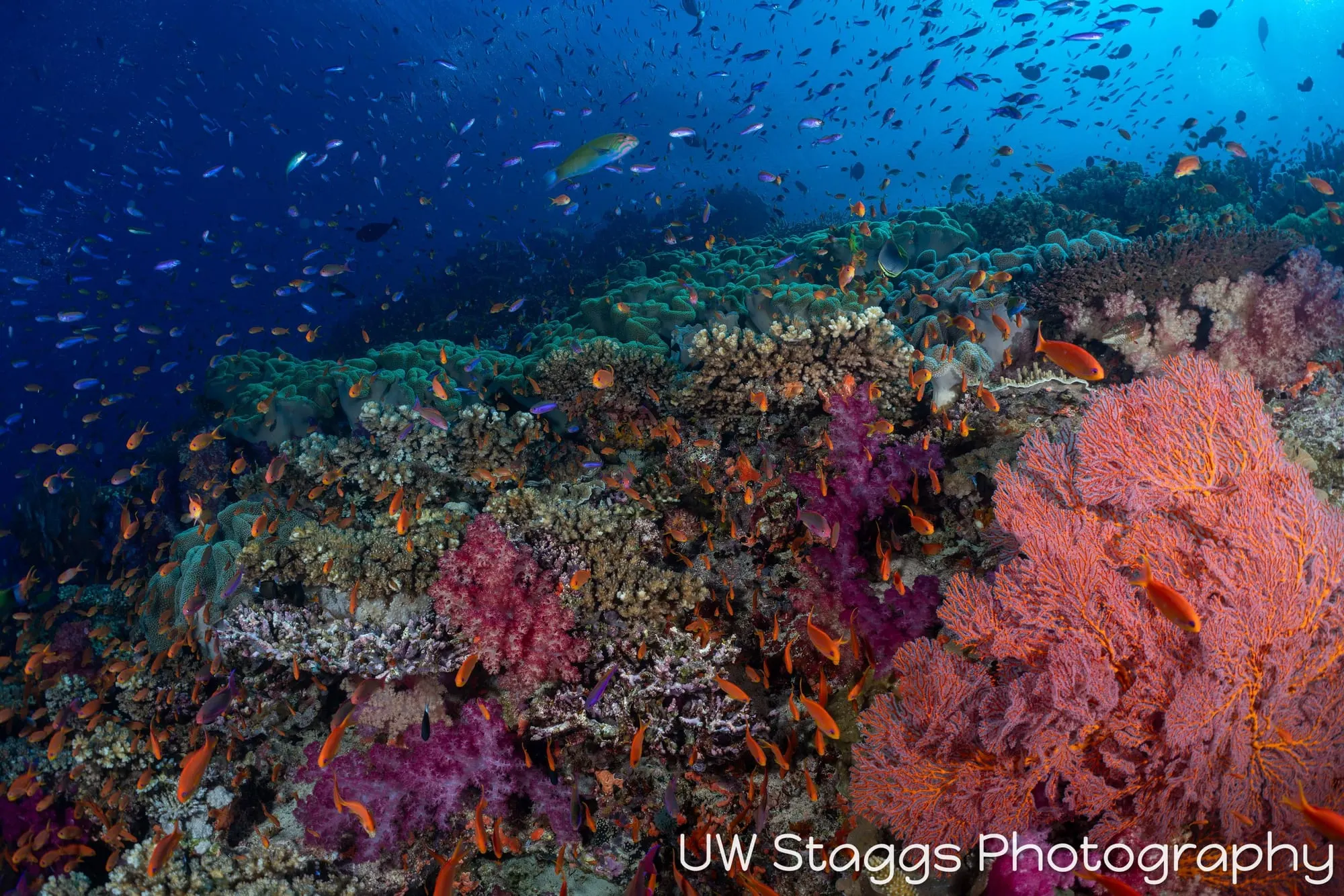 Reef Scene — Bligh Waters, Fiji