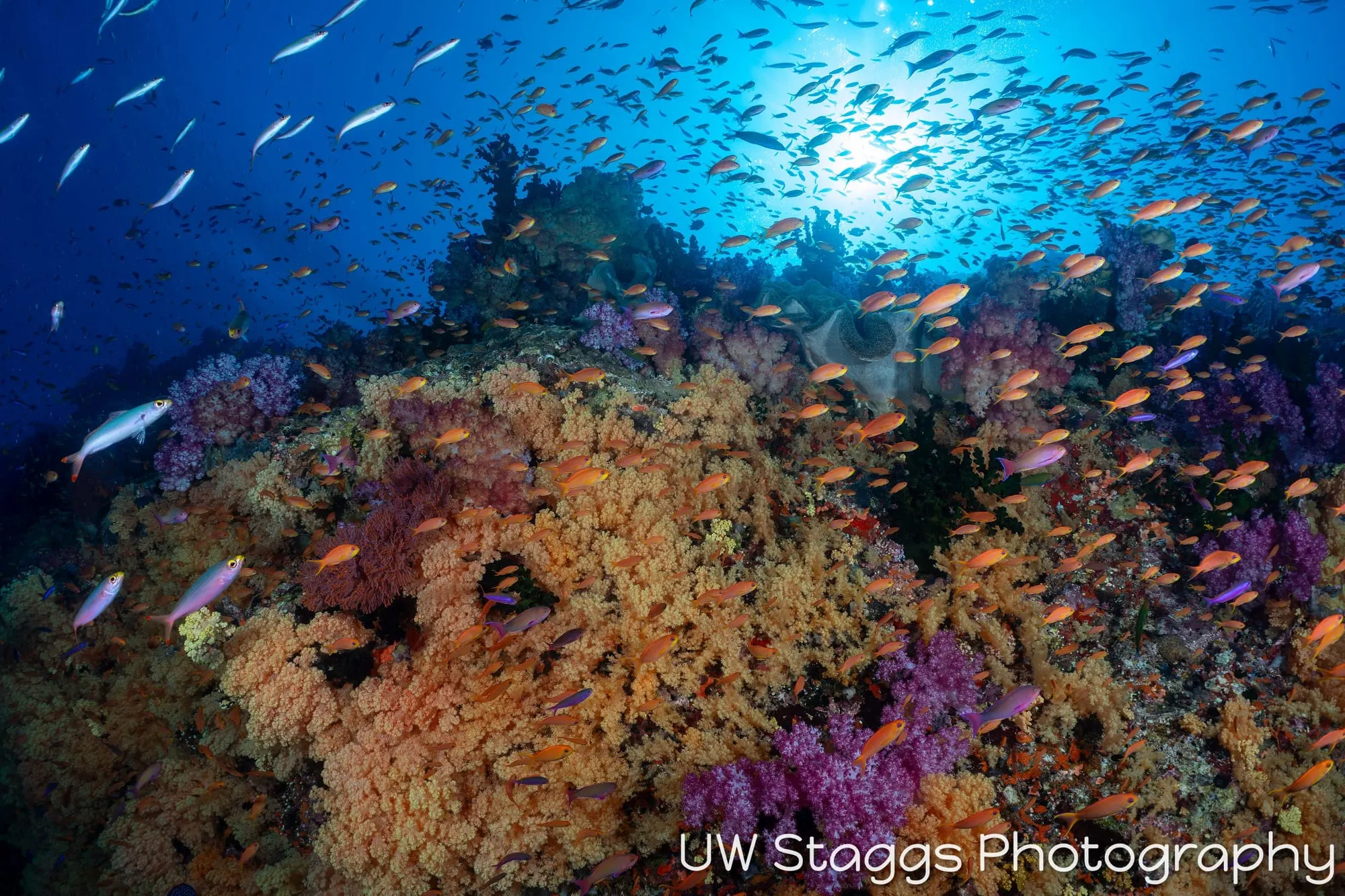 Reef Scene — Bligh Waters, Fiji