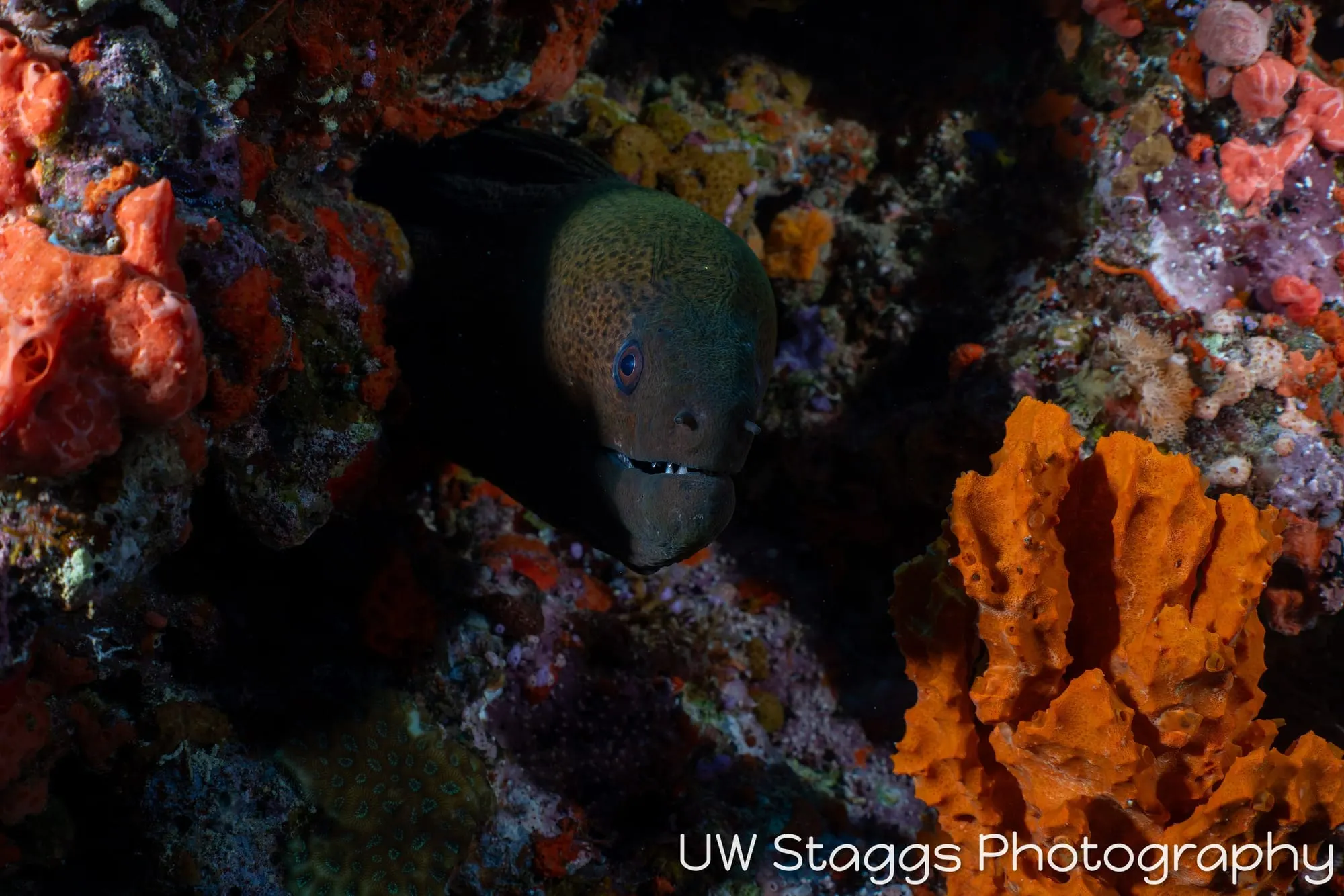 Reef Scene — Bligh Waters, Fiji