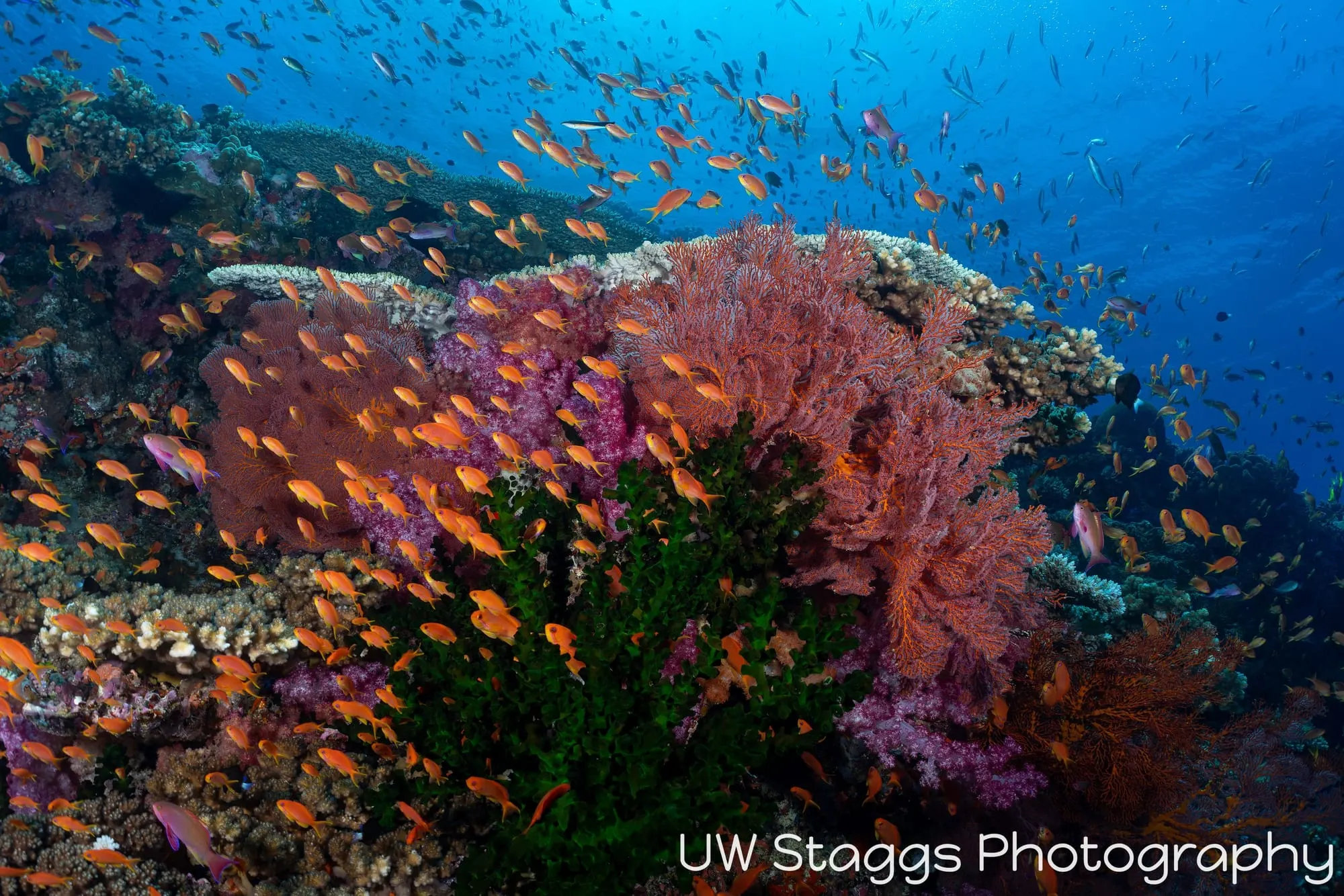 Reef Scene — Bligh Waters, Fiji