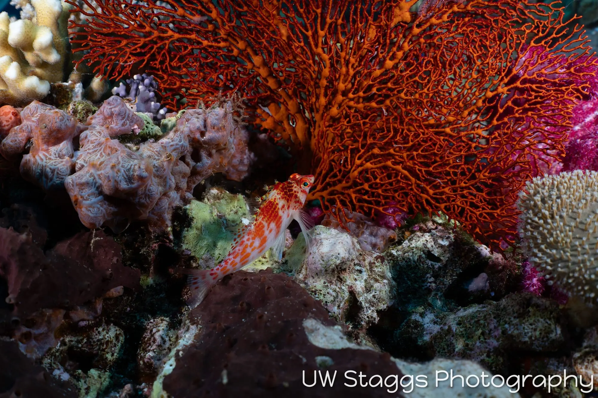 Reef Scene — Bligh Waters, Fiji