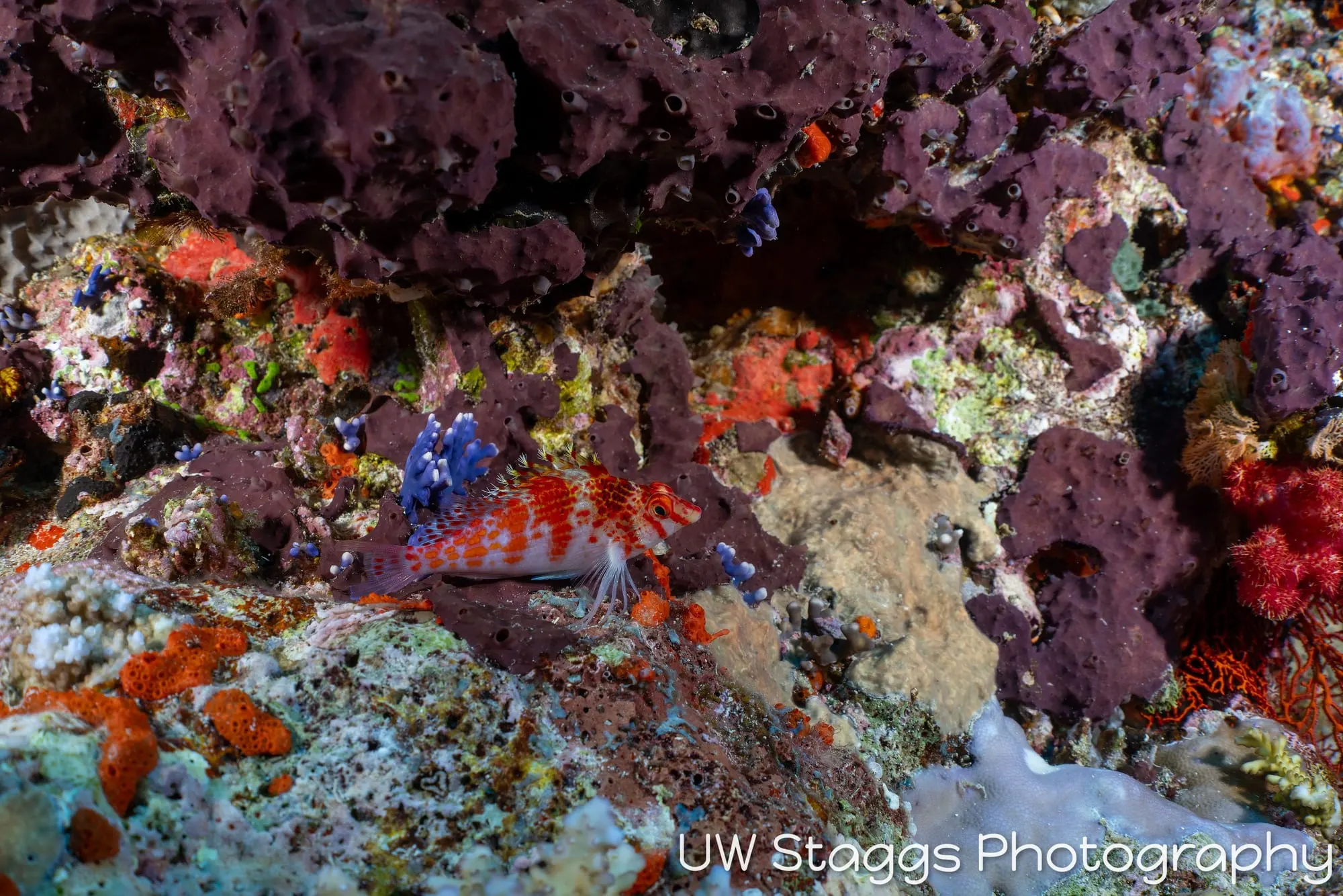 Reef Scene — Bligh Waters, Fiji