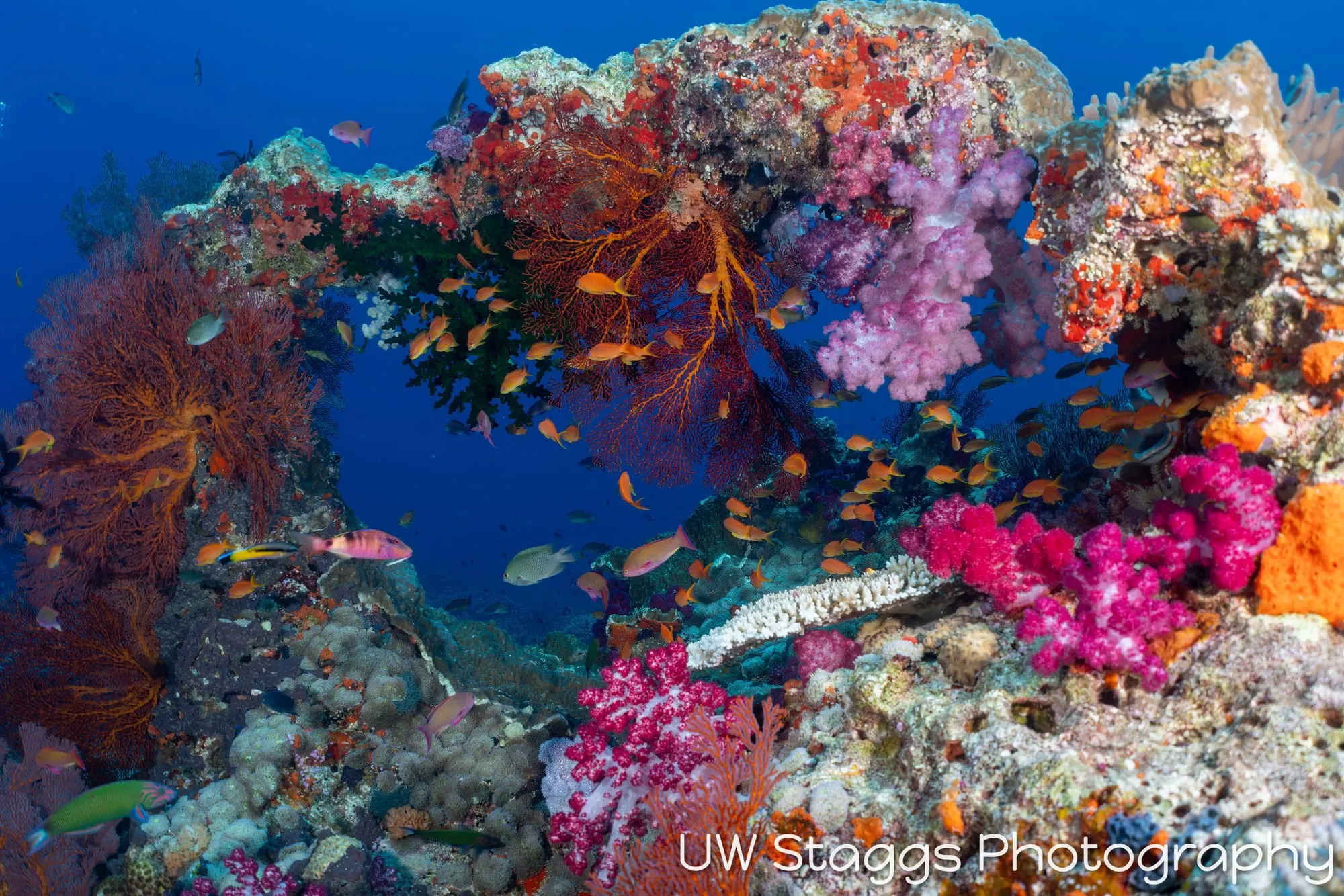 Reef Scene — Bligh Waters, Fiji