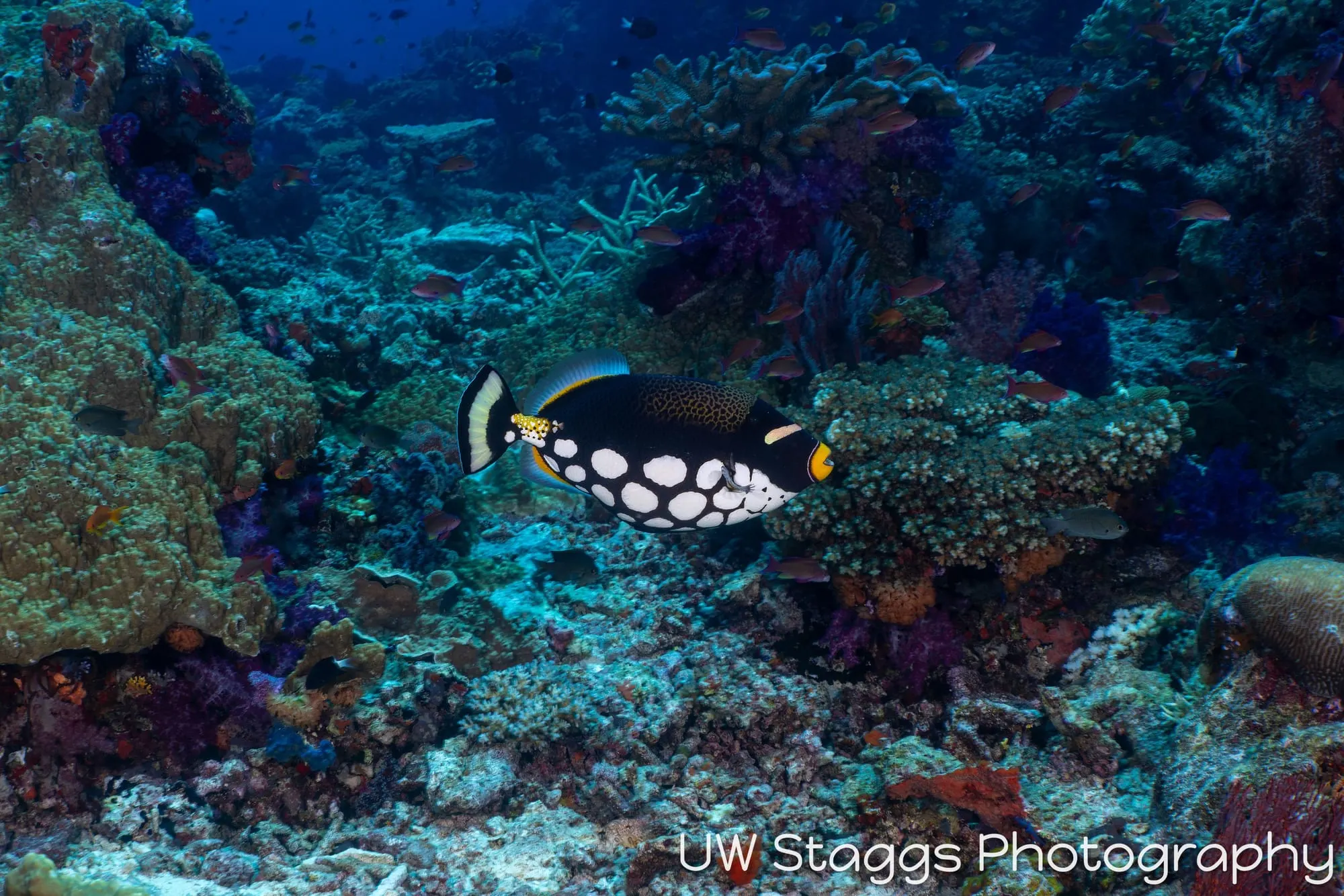Reef Scene — Bligh Waters, Fiji