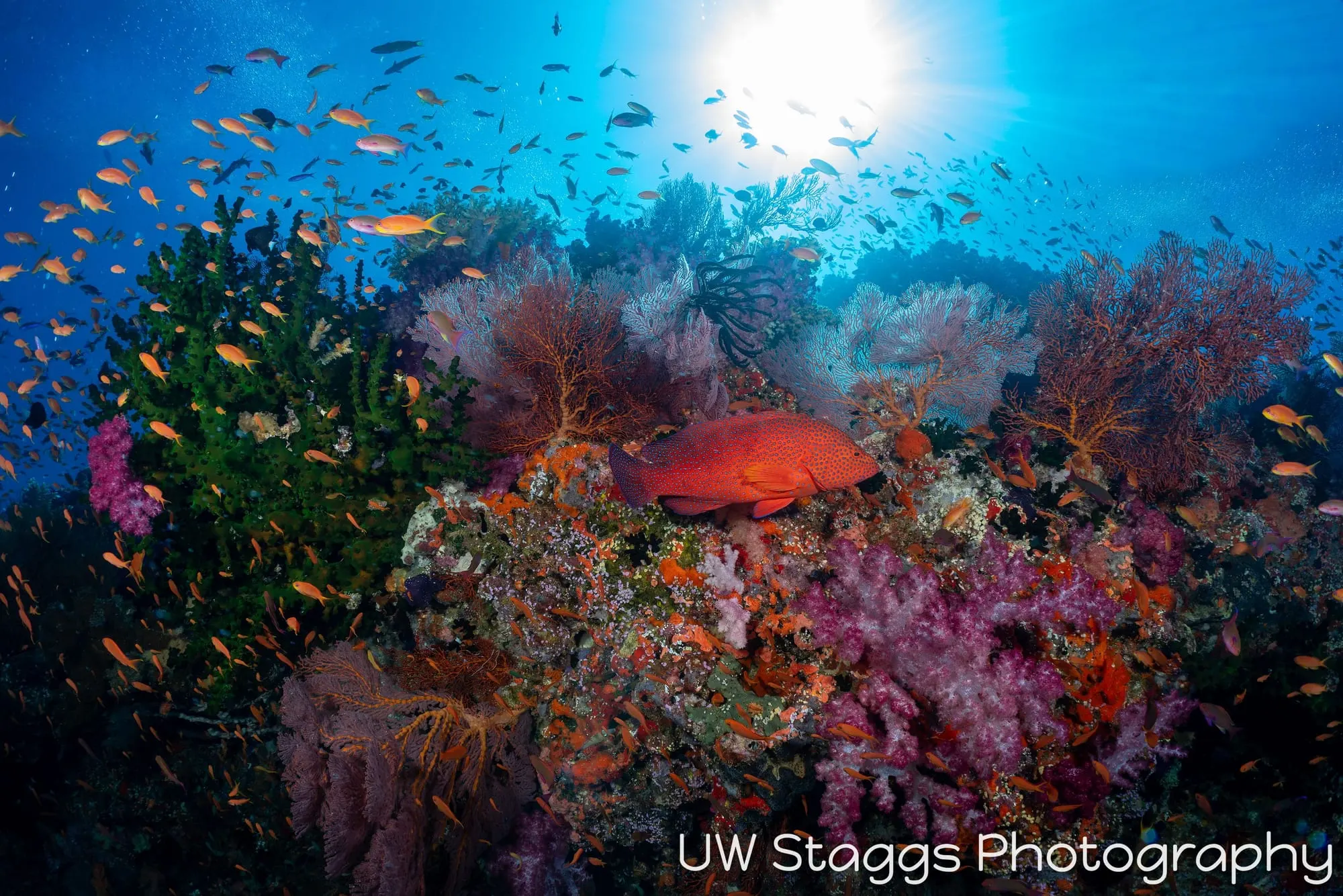 Reef Scene — Bligh Waters, Fiji