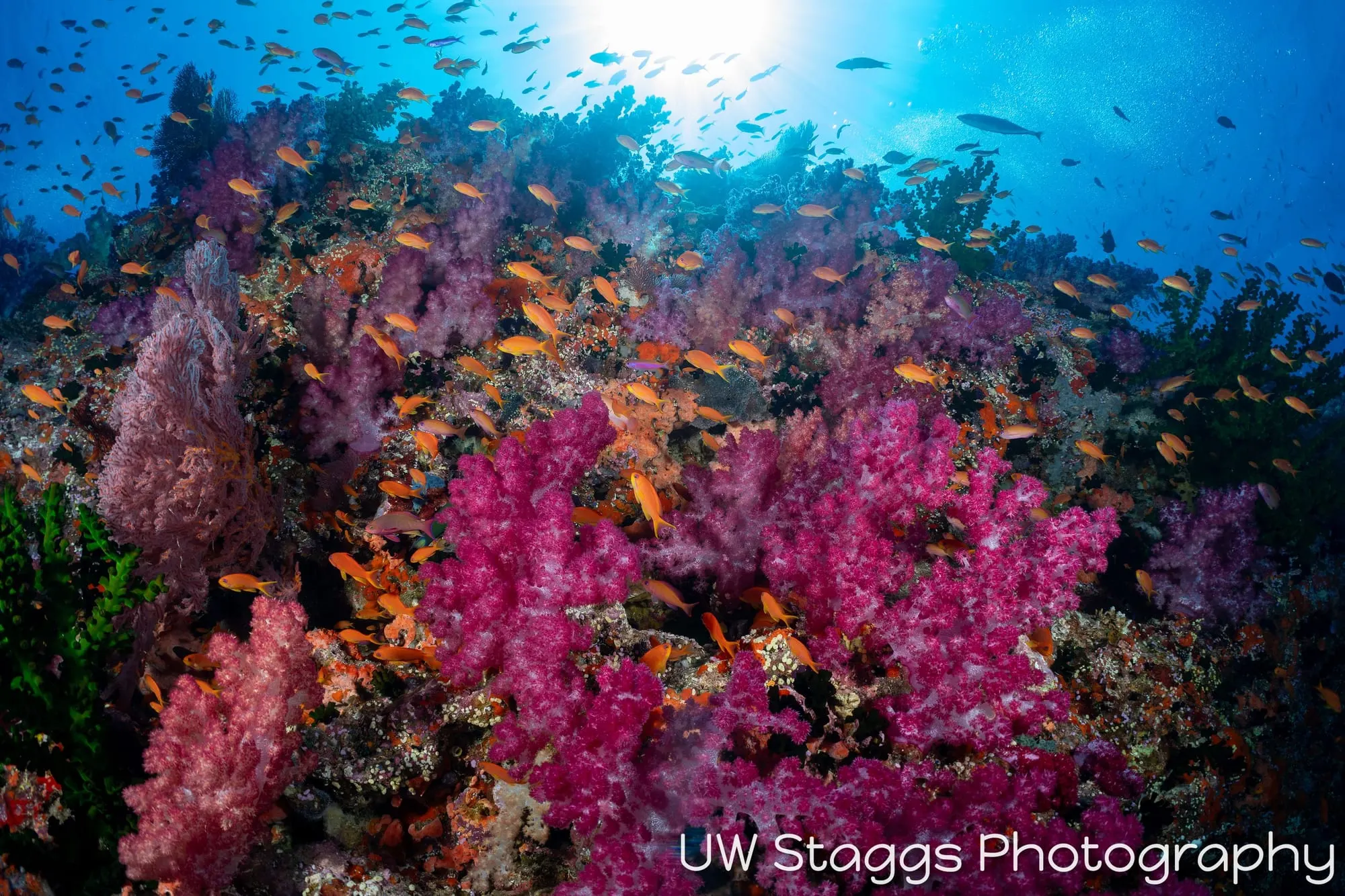 Reef Scene — Bligh Waters, Fiji