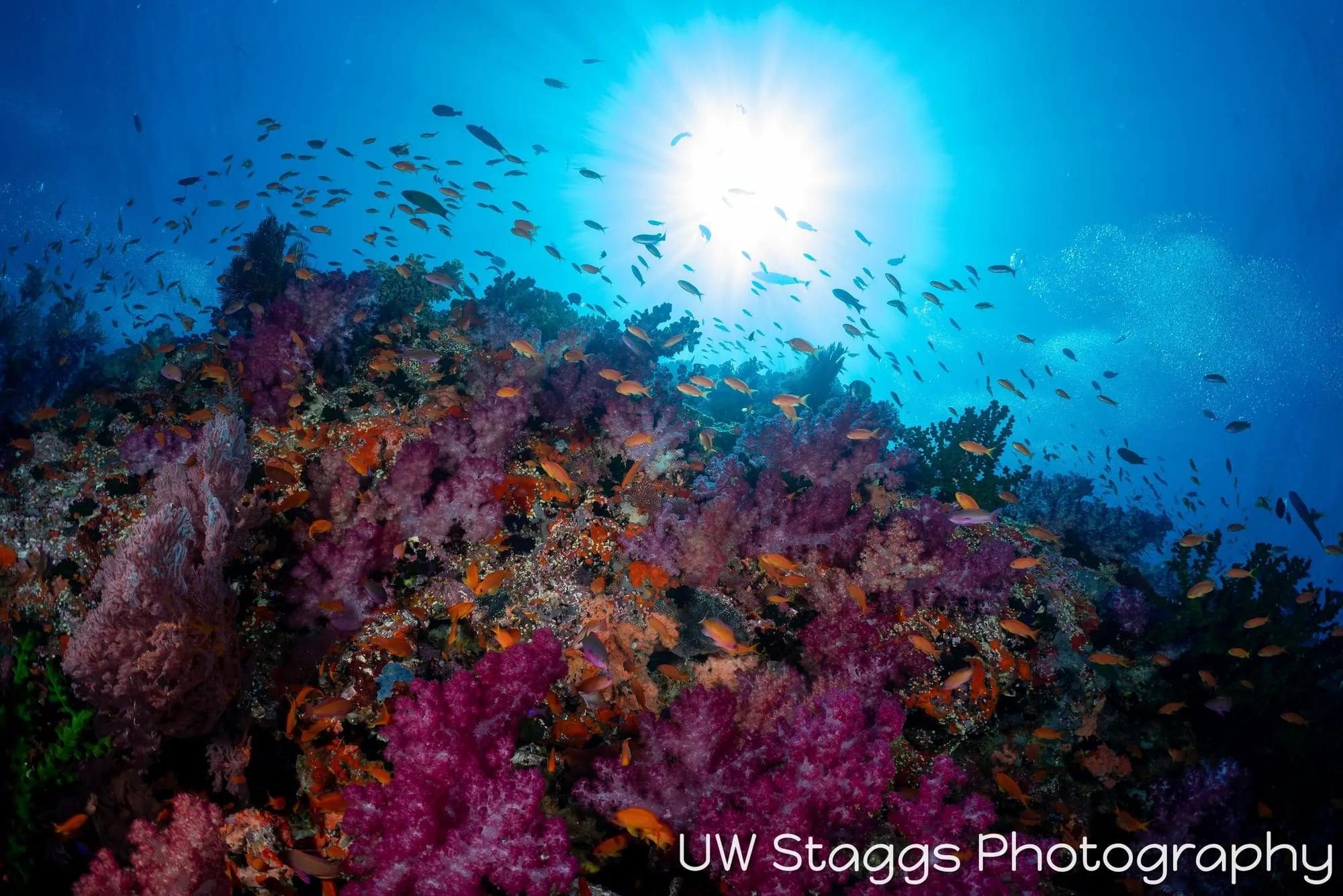 Reef Scene — Bligh Waters, Fiji