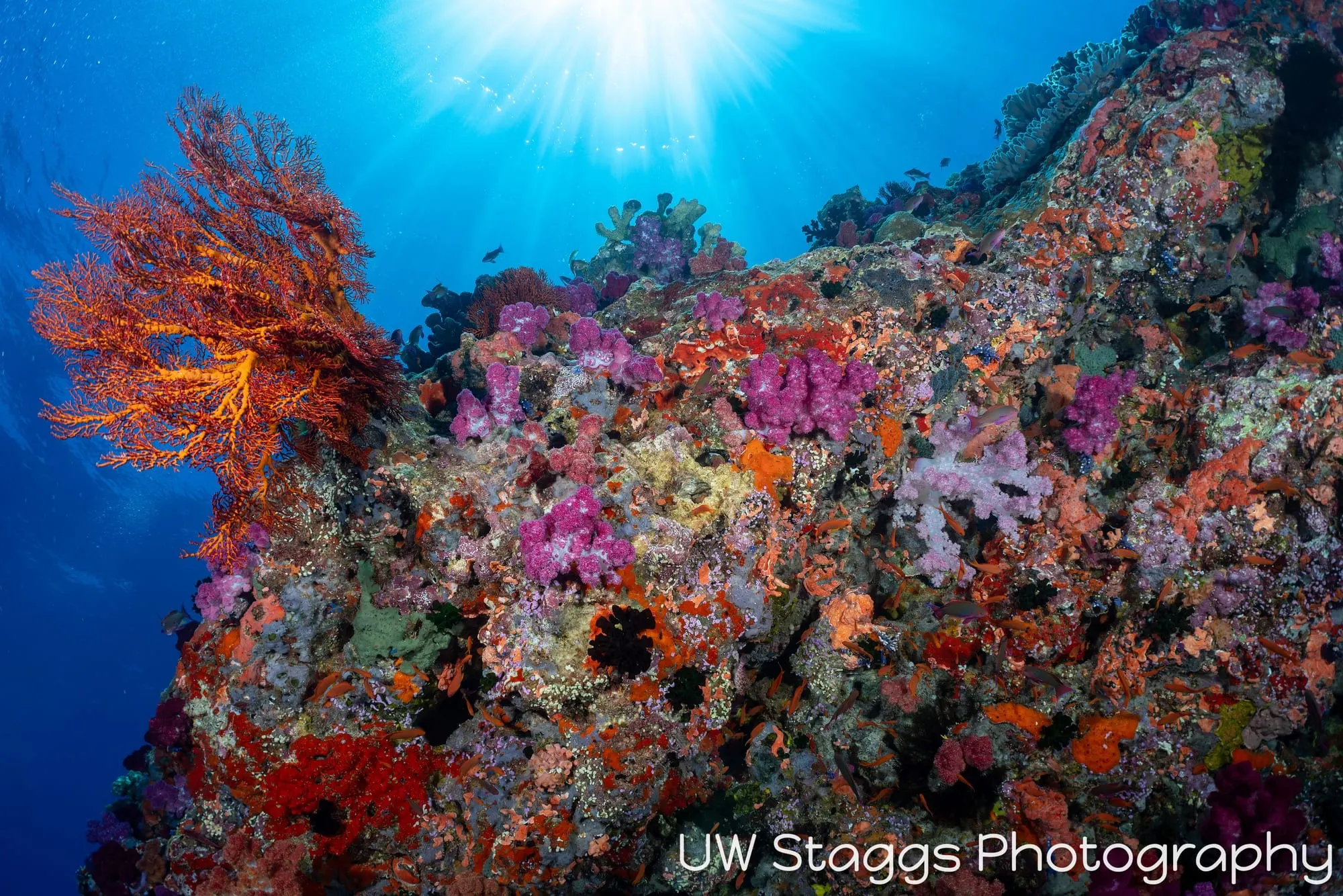 Reef Scene — Bligh Waters, Fiji