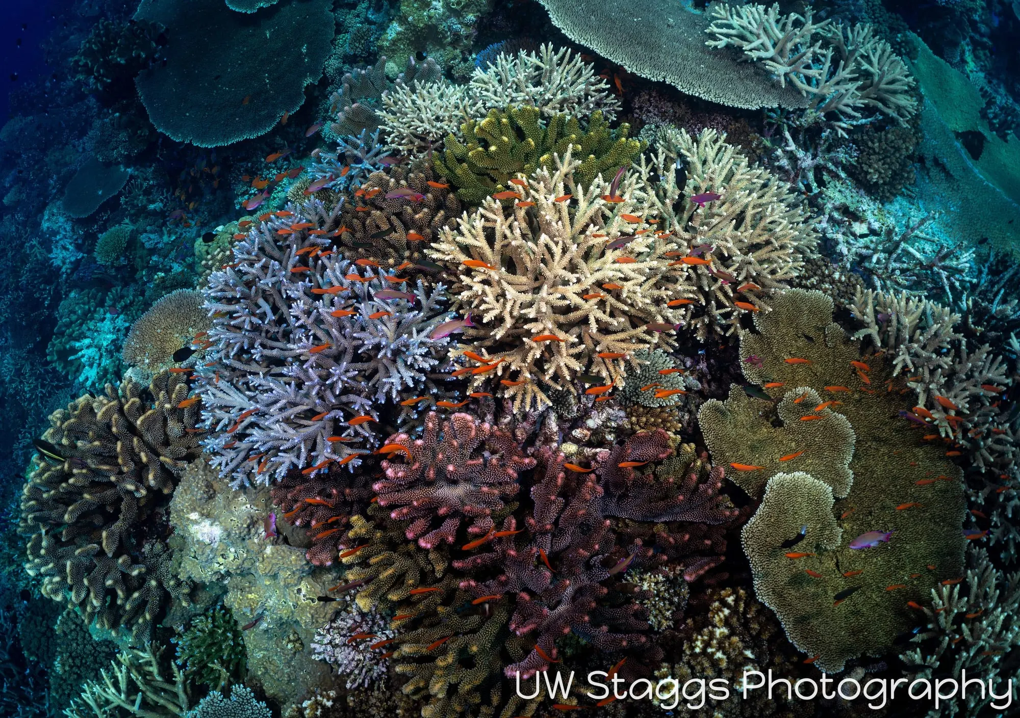 Reef Scene — Bligh Waters, Fiji