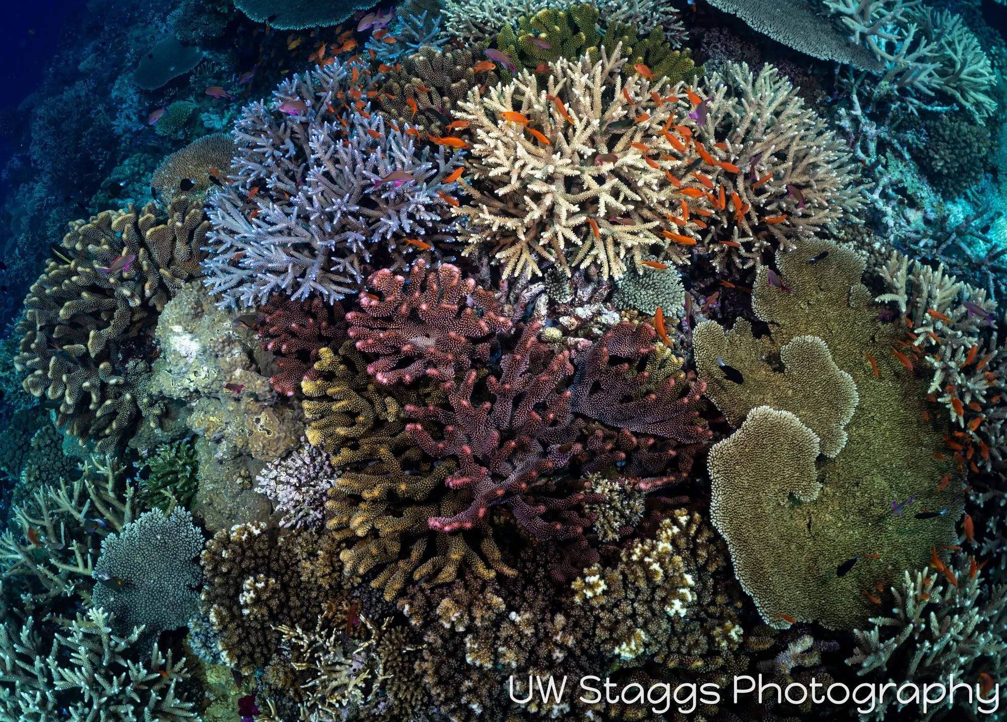 Reef Scene — Bligh Waters, Fiji