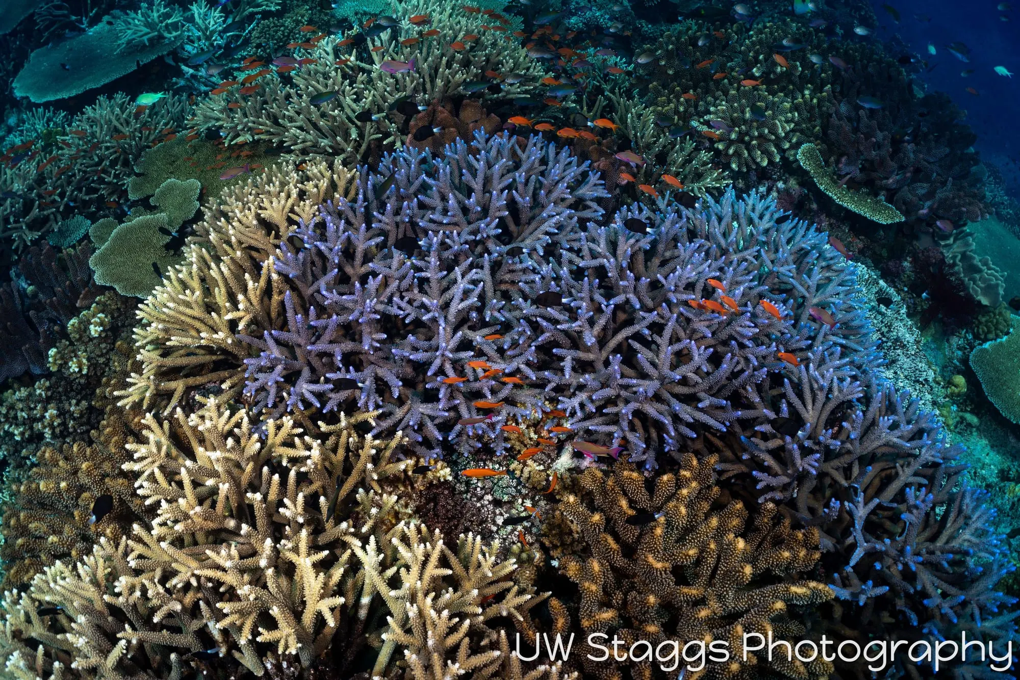 Reef Scene — Bligh Waters, Fiji