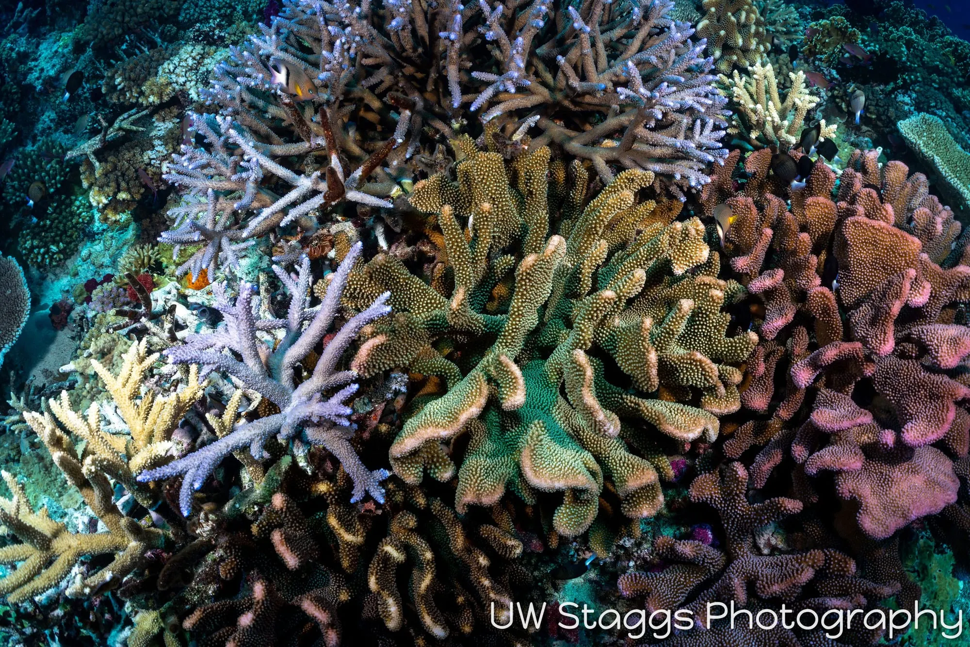 Reef Scene — Bligh Waters, Fiji