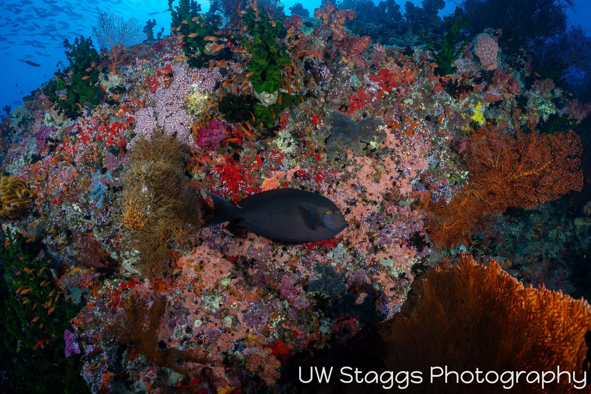 Reef Scene — Bligh Waters, Fiji