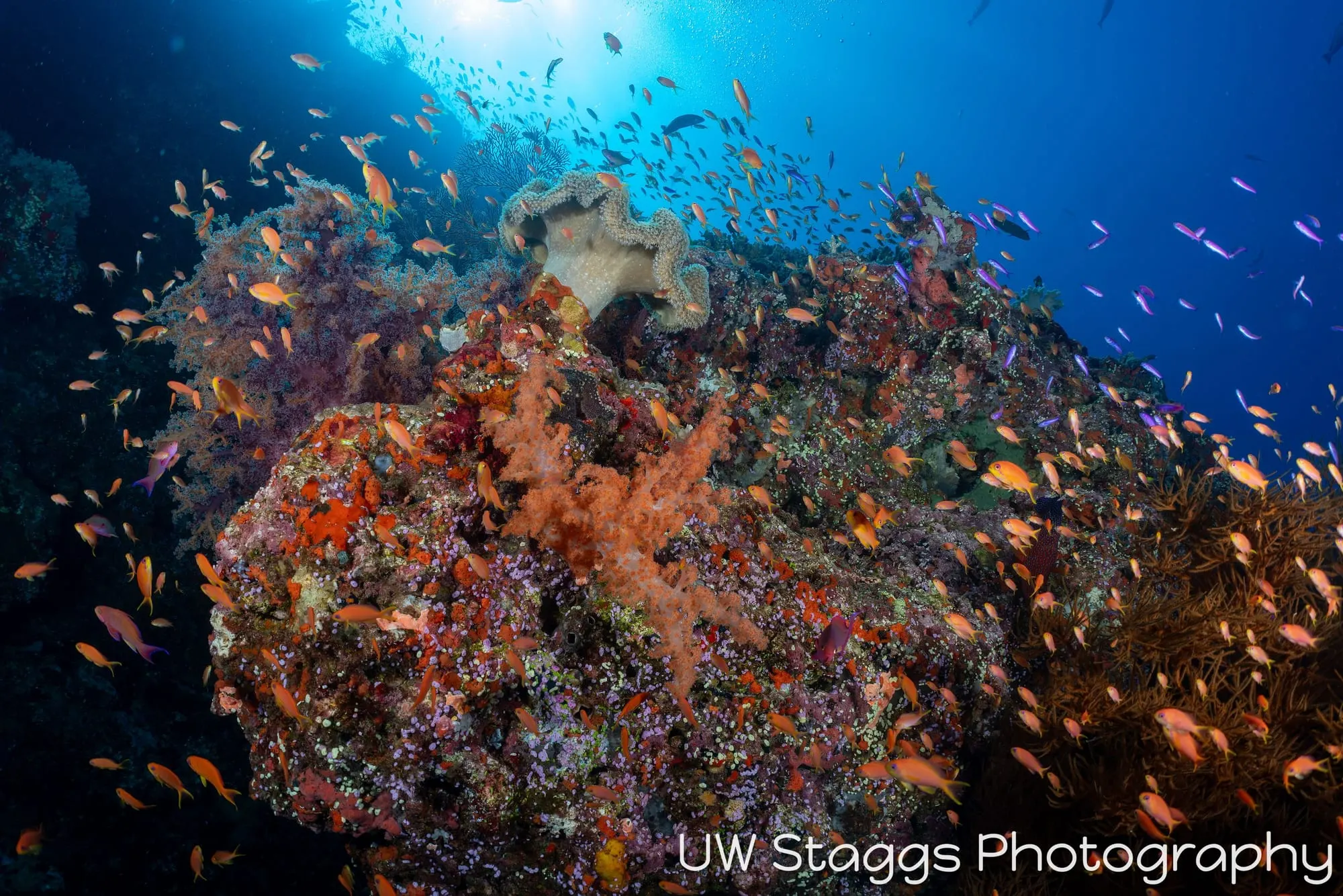 Reef Scene — Bligh Waters, Fiji