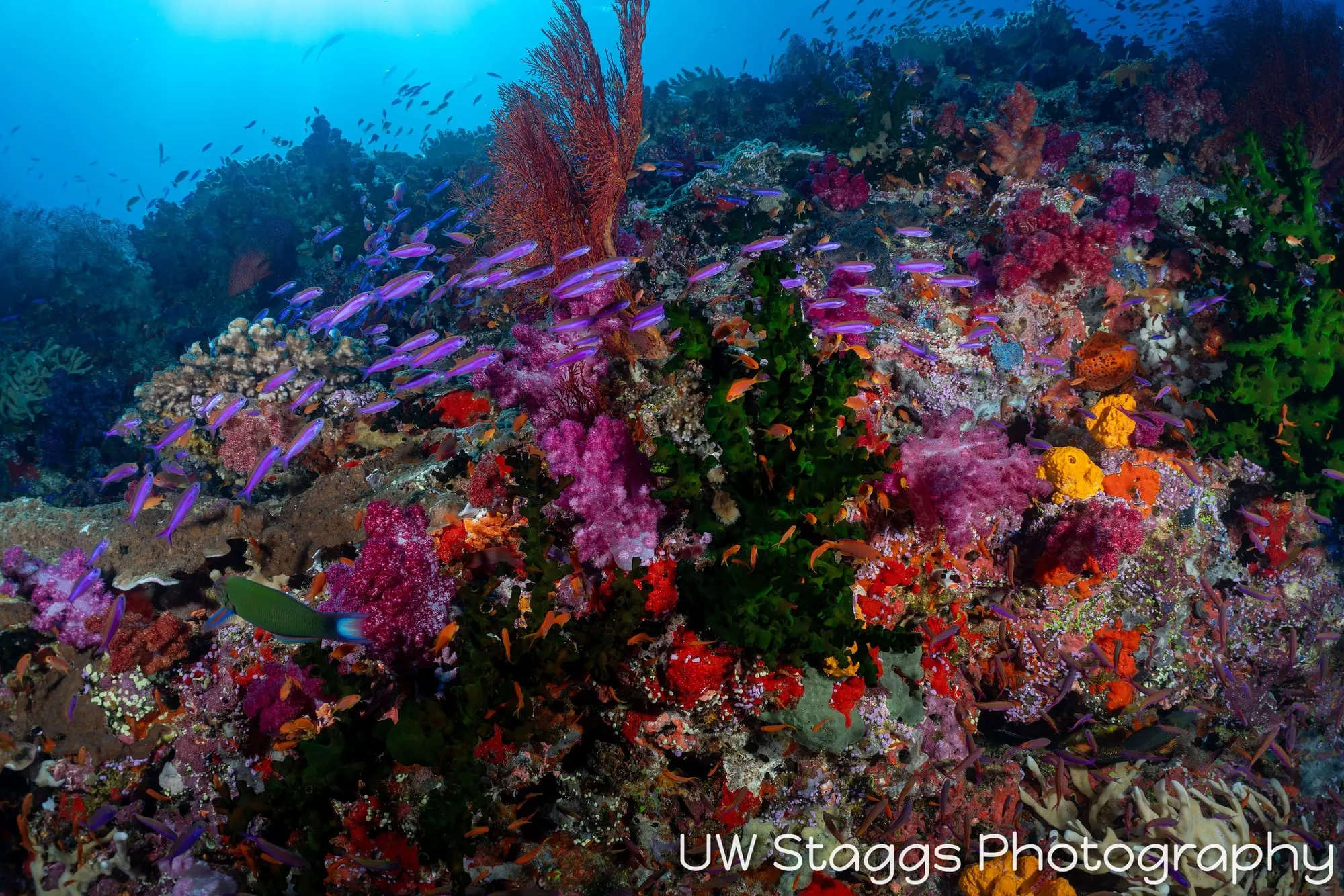 Reef Scene — Bligh Waters, Fiji