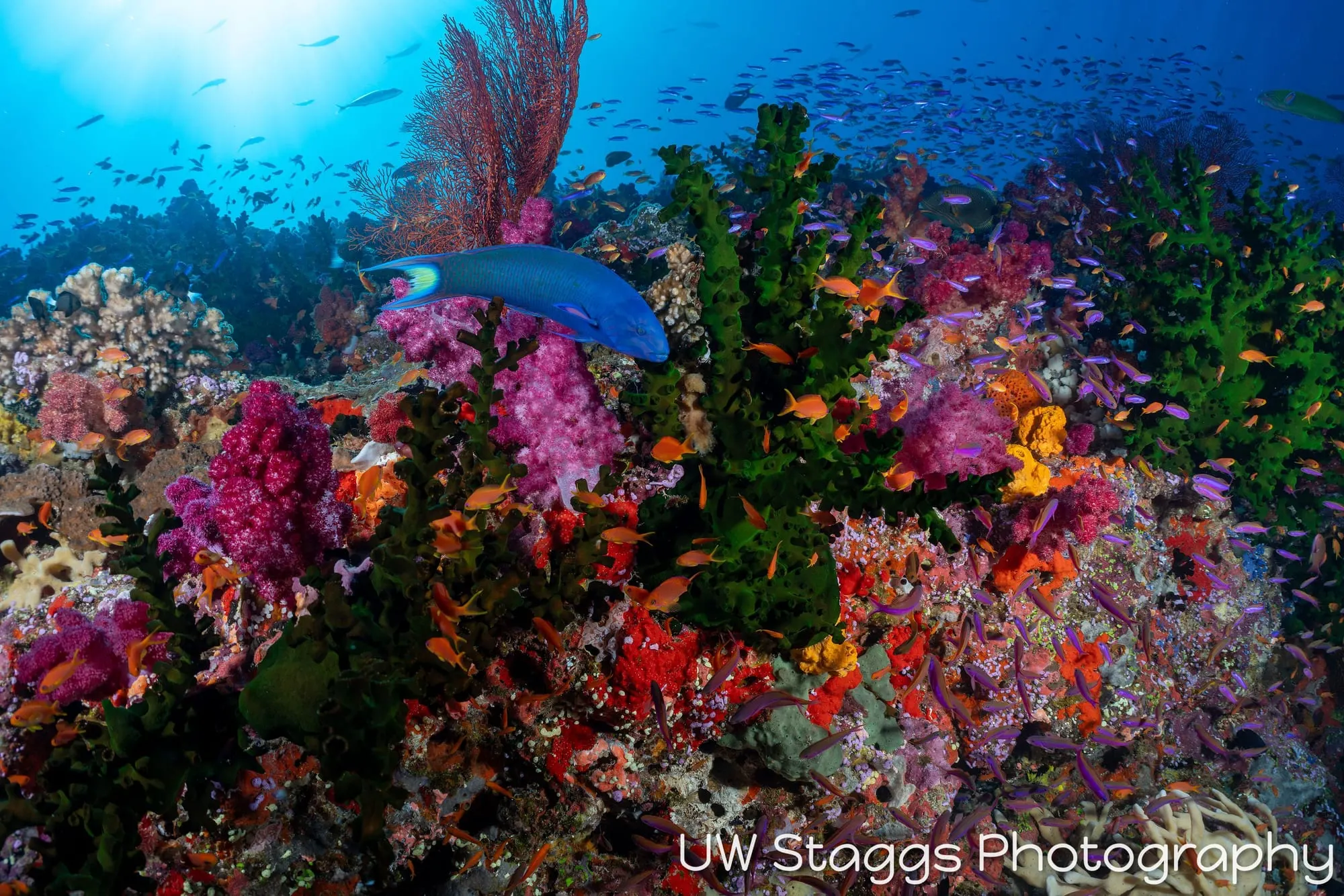 Reef Scene — Bligh Waters, Fiji