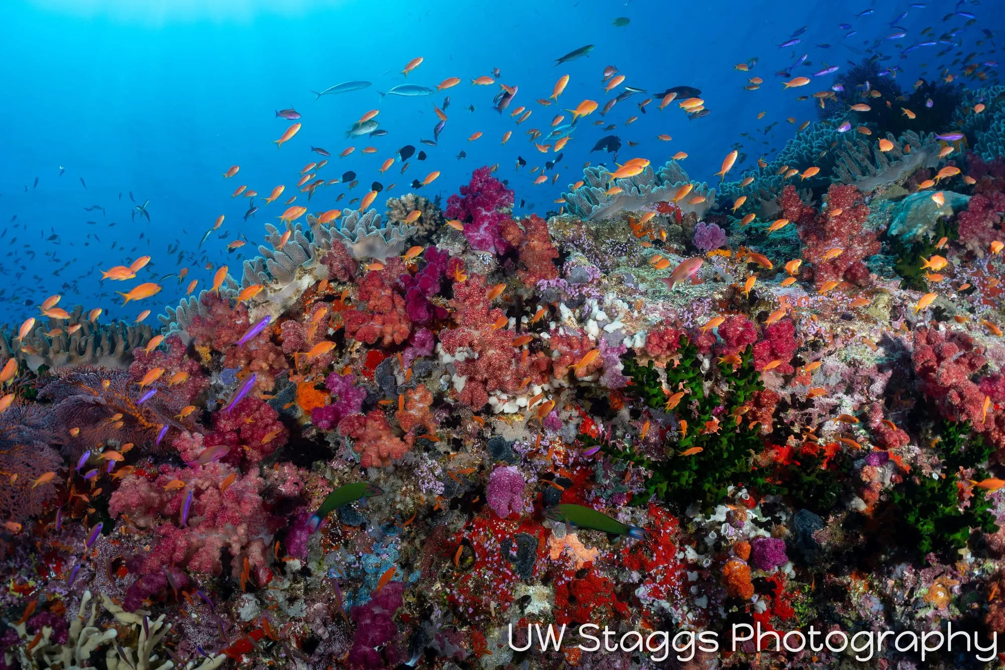 Reef Scene — Bligh Waters, Fiji