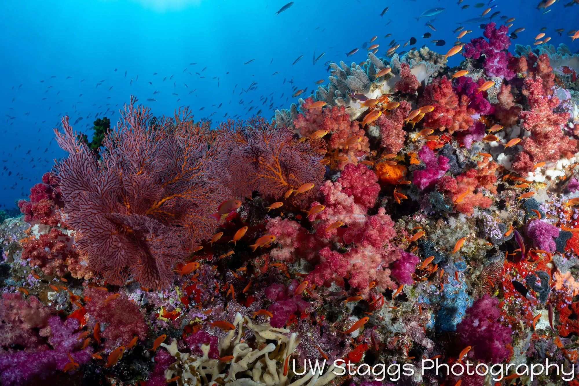 Reef Scene — Bligh Waters, Fiji