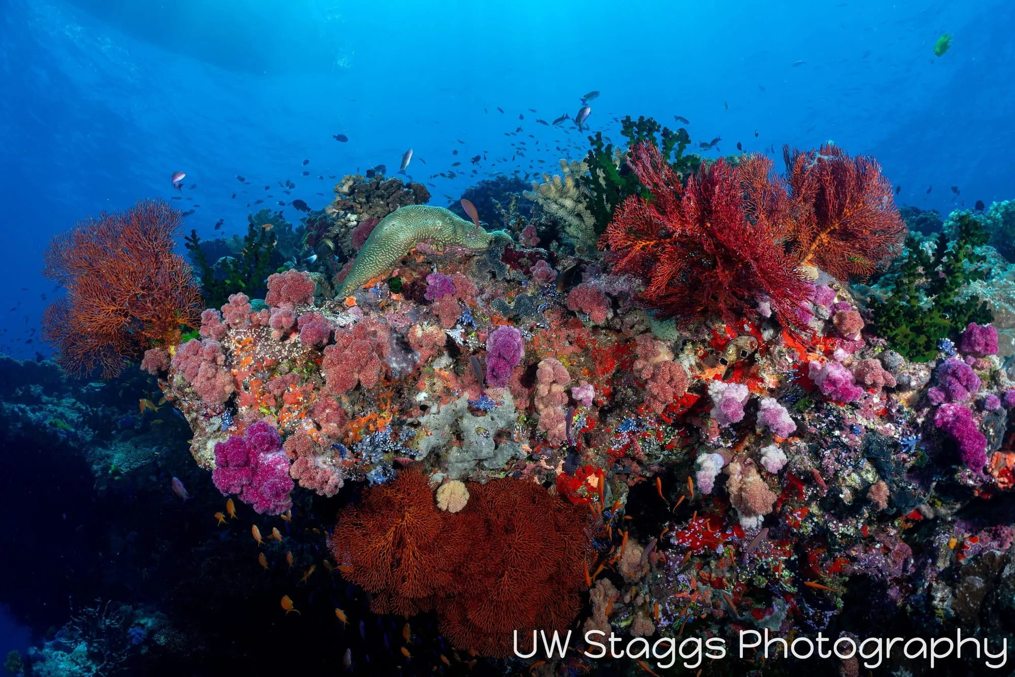 Reef Scene — Bligh Waters, Fiji