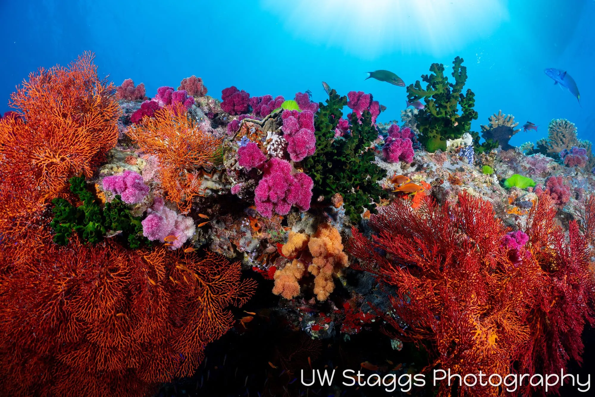Reef Scene — Bligh Waters, Fiji