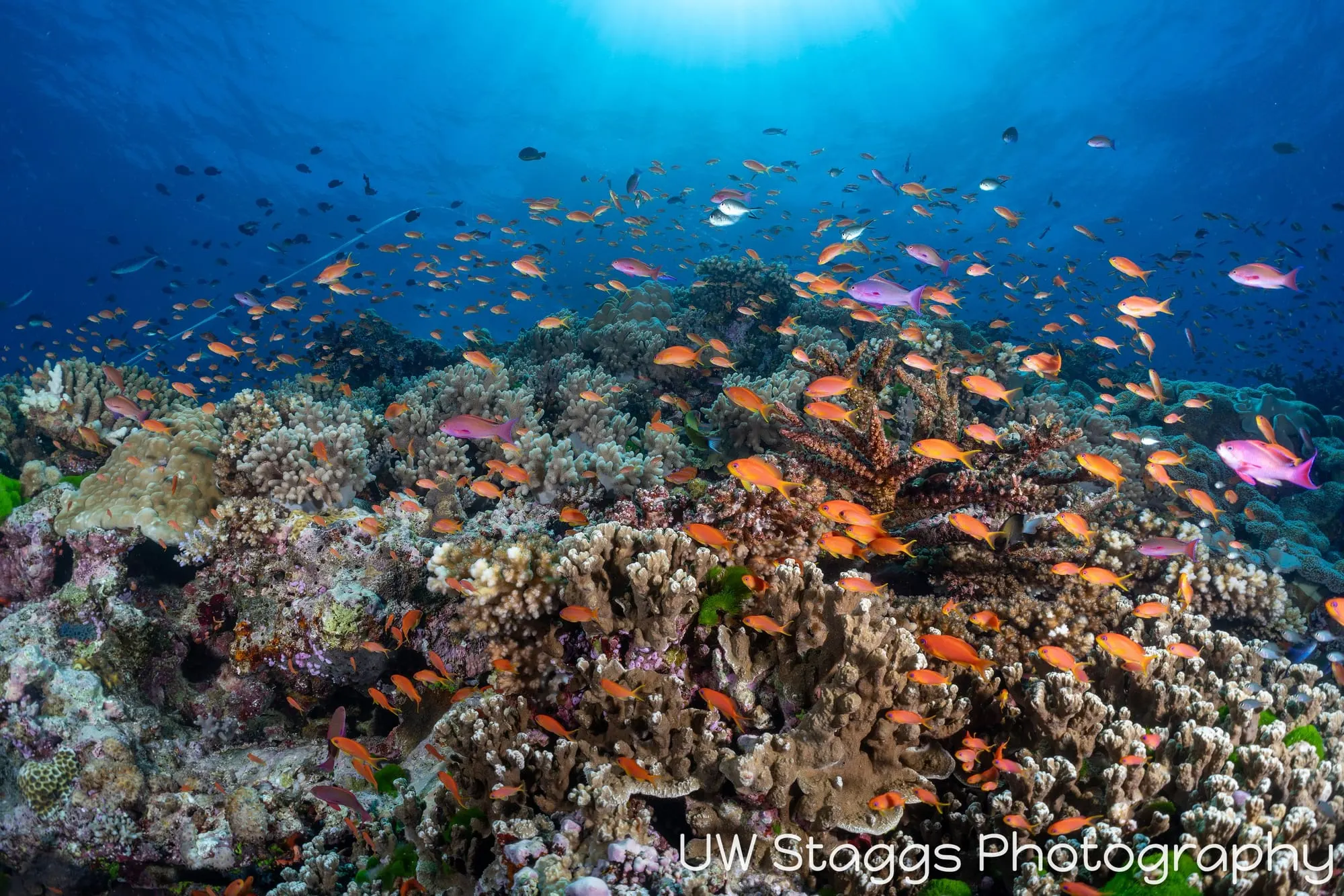 Reef Scene — Bligh Waters, Fiji