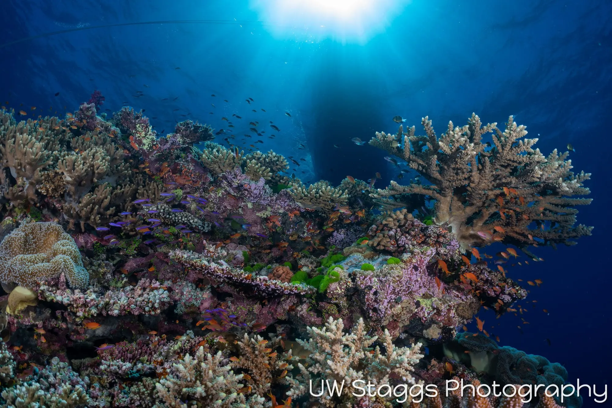 Reef Scene — Bligh Waters, Fiji