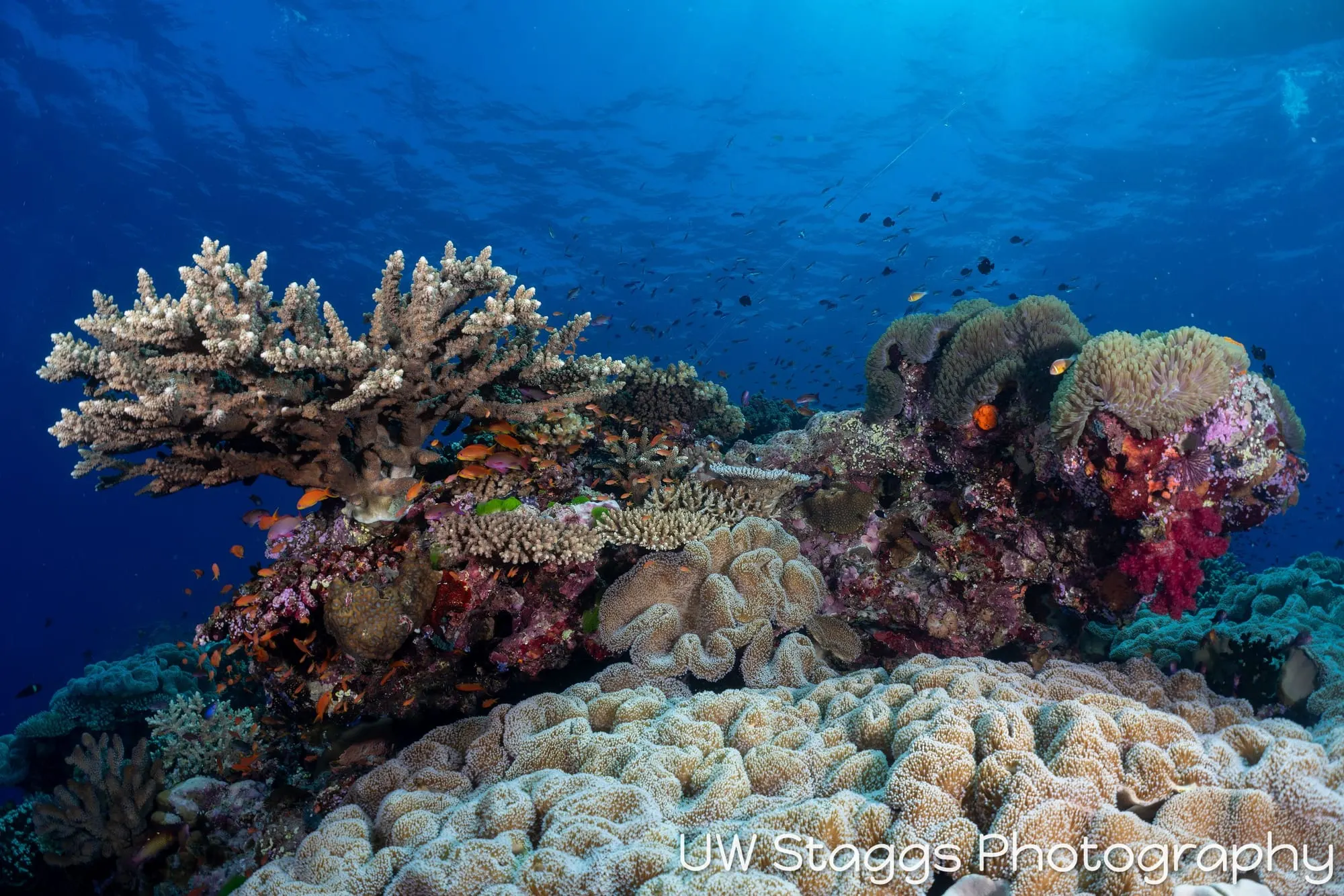 Reef Scene — Bligh Waters, Fiji