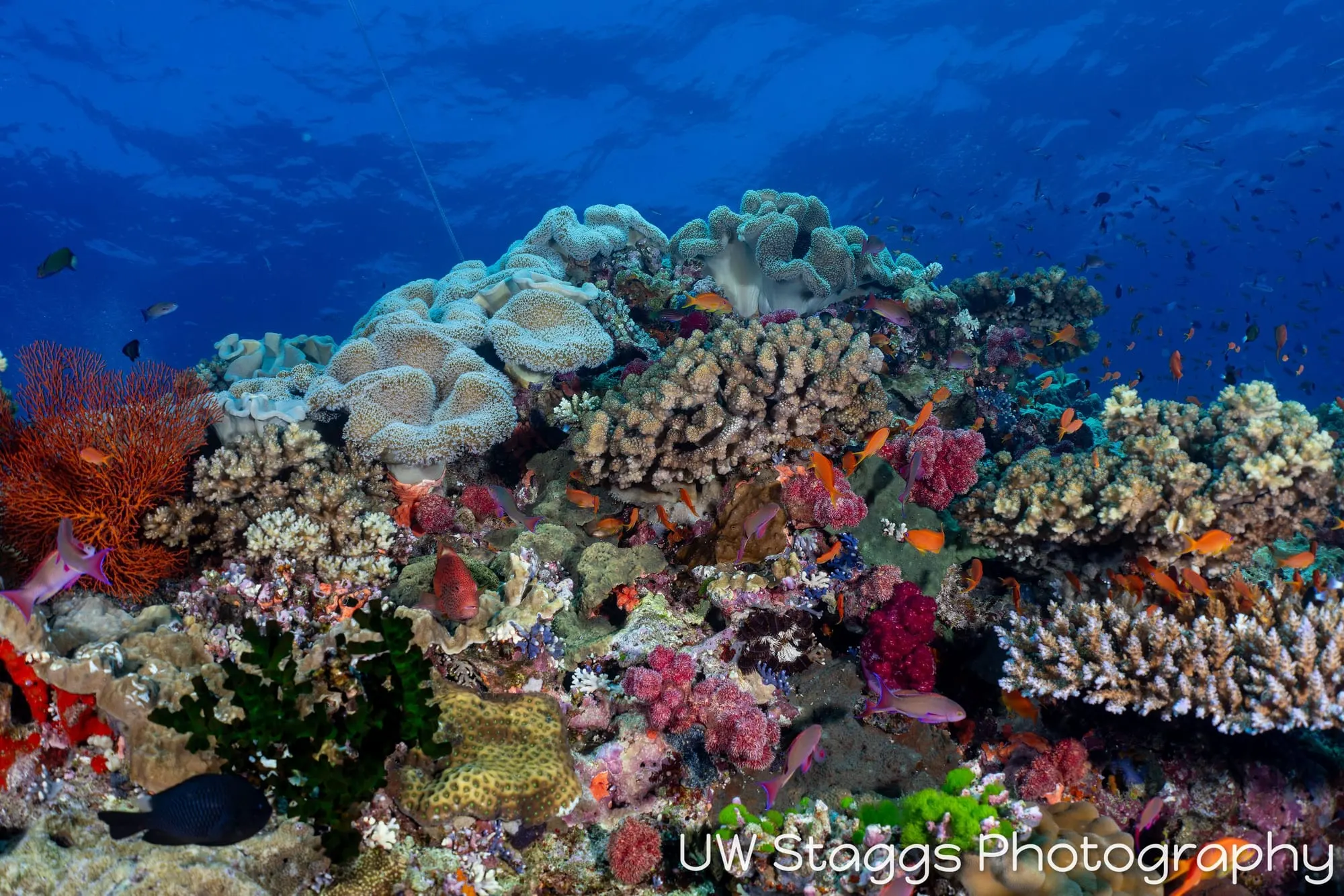 Reef Scene — Bligh Waters, Fiji