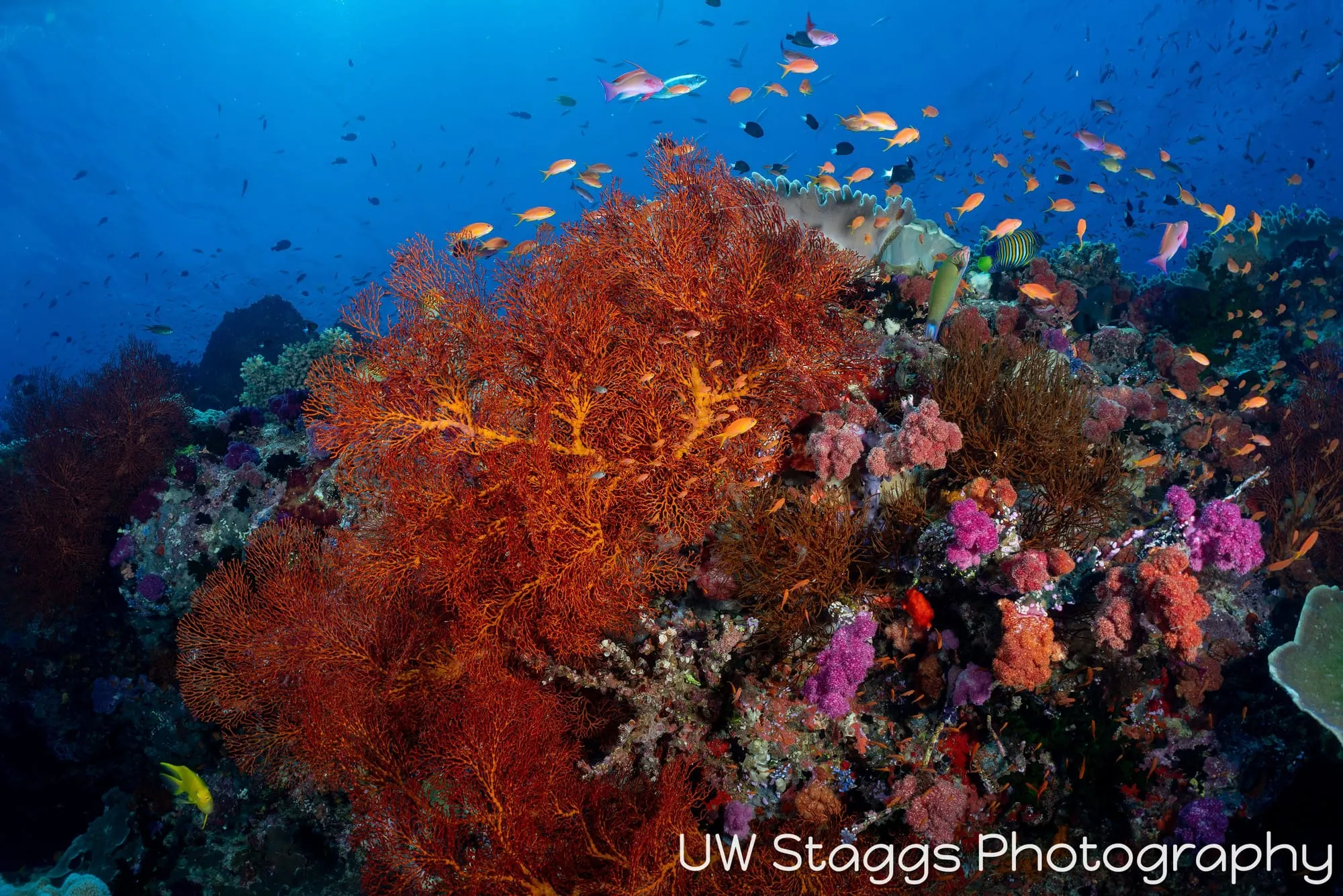 Reef Scene — Bligh Waters, Fiji