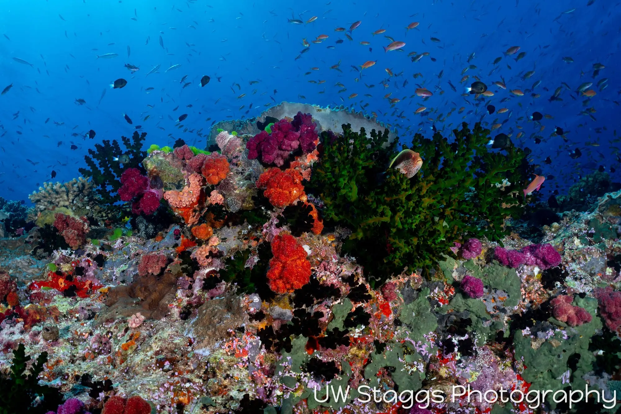 Reef Scene — Bligh Waters, Fiji