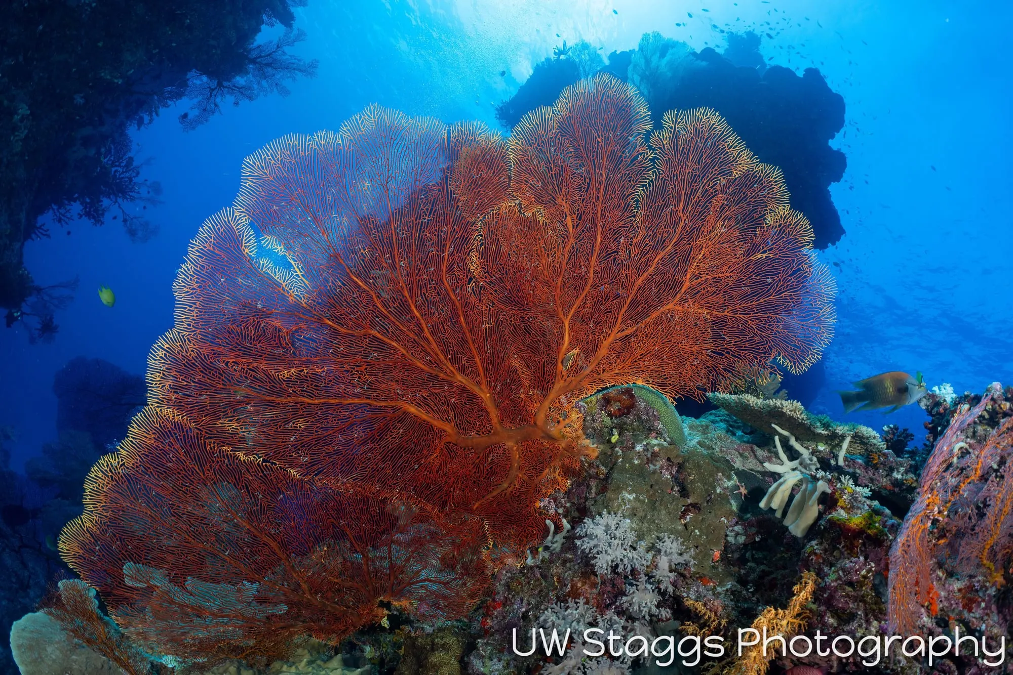 Reef Scene — Bligh Waters, Fiji