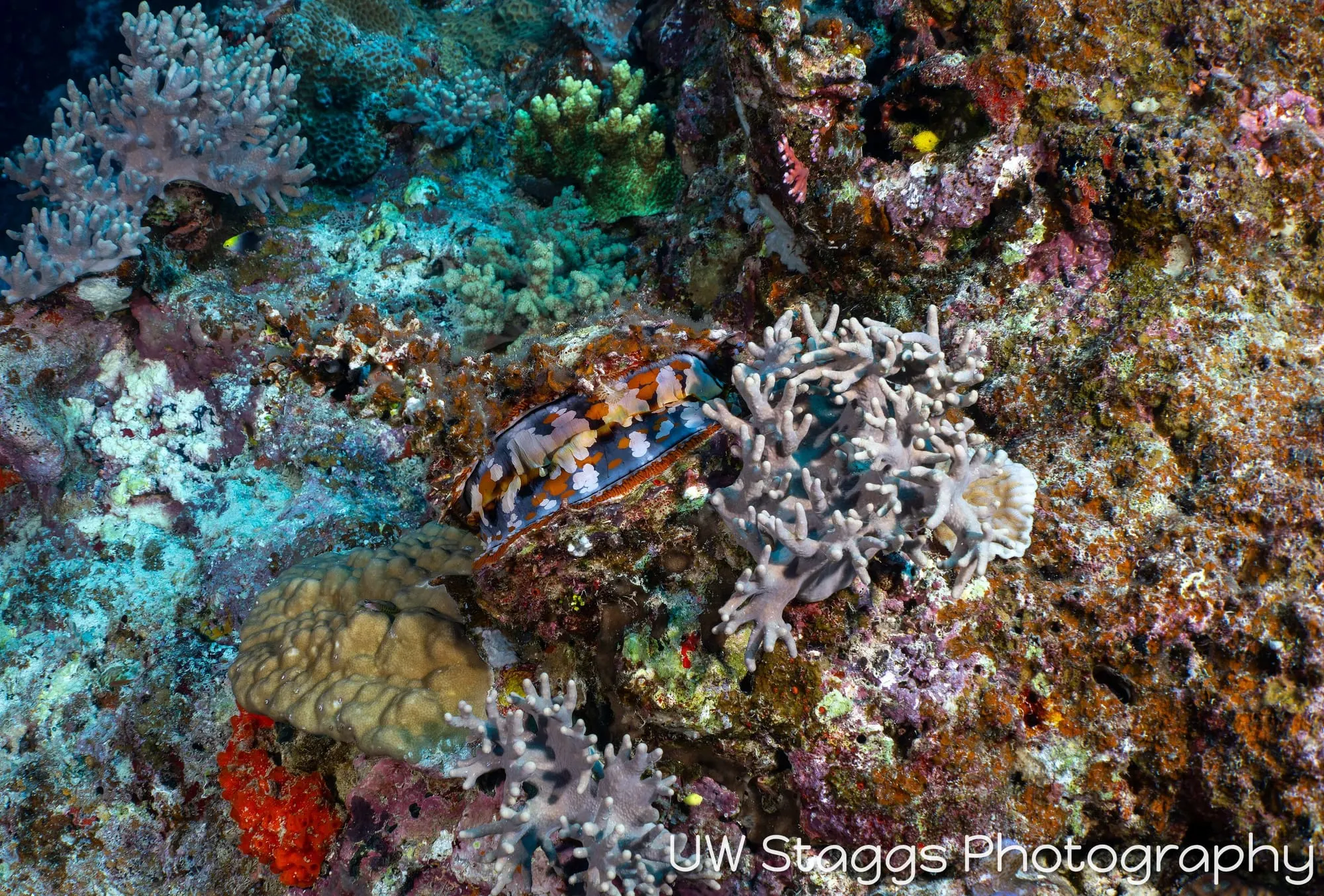 Reef Scene — Bligh Waters, Fiji